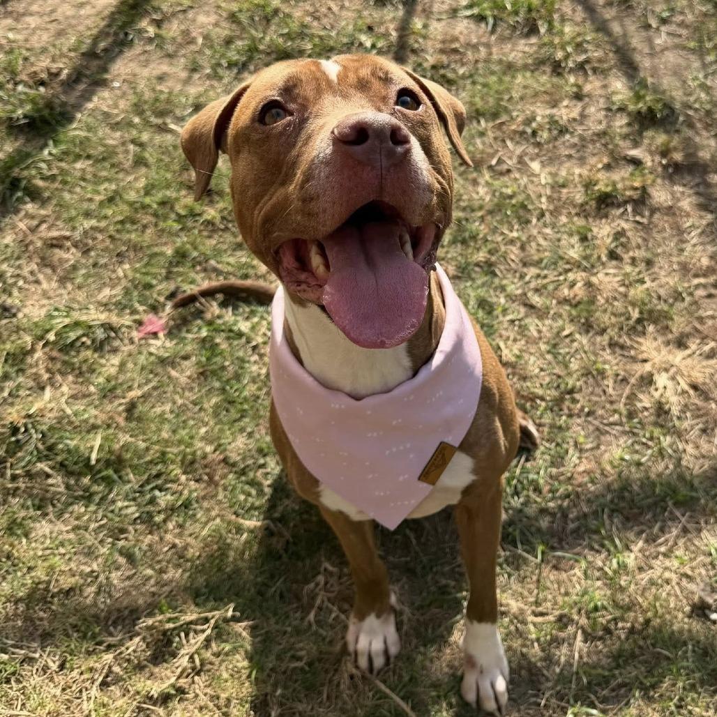 Enlarge Ginger, a Adoptable American Staffordshire Terrier in Pittsburgh, PA image 3/6
