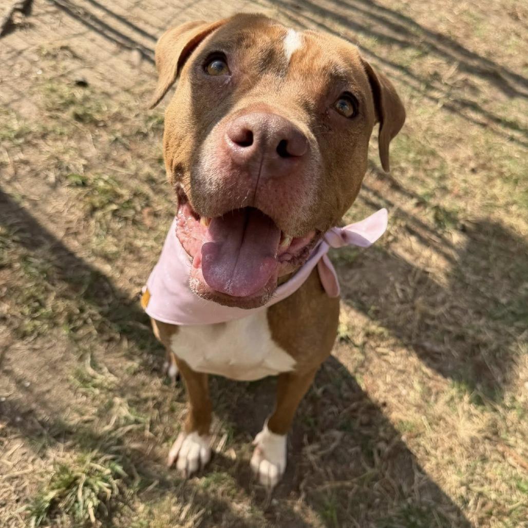 Enlarge Ginger, a Adoptable American Staffordshire Terrier in Pittsburgh, PA image 4/6