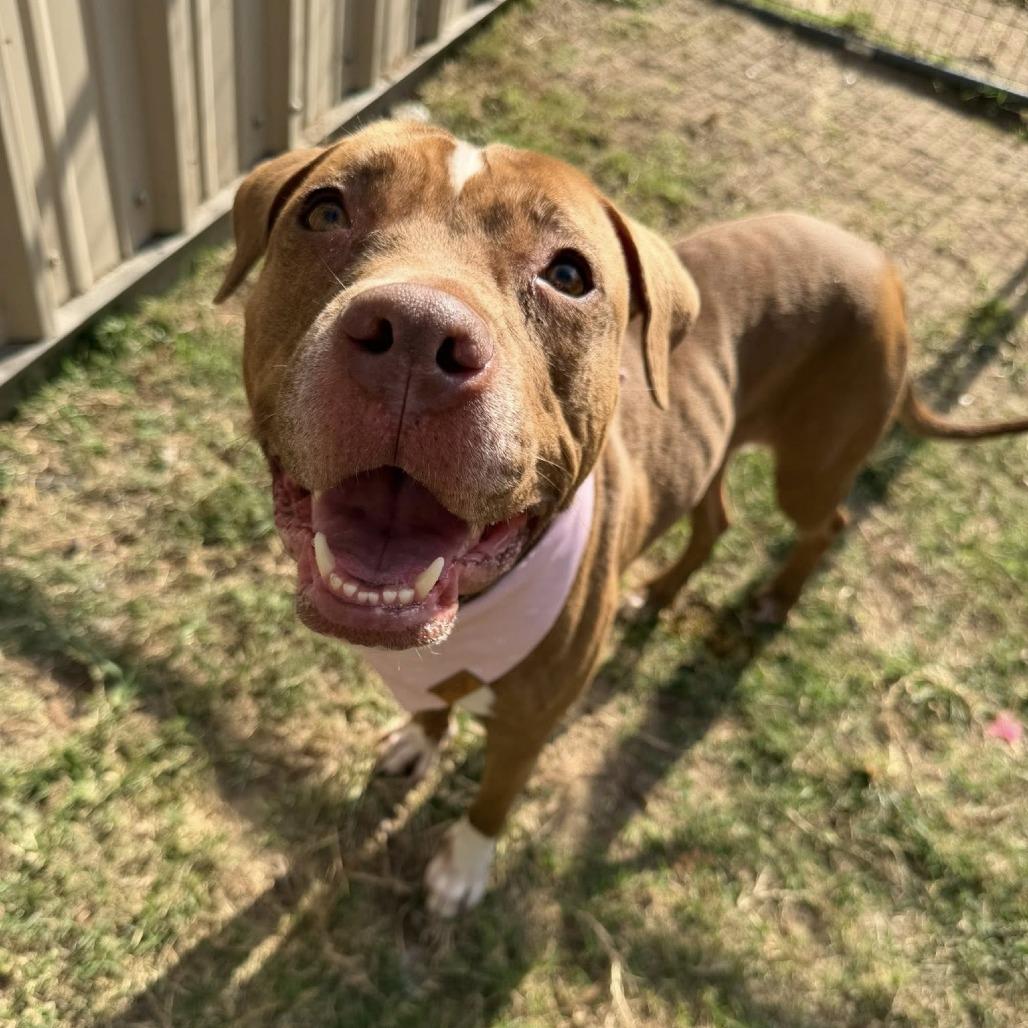Enlarge Ginger, a Adoptable American Staffordshire Terrier in Pittsburgh, PA image 5/6