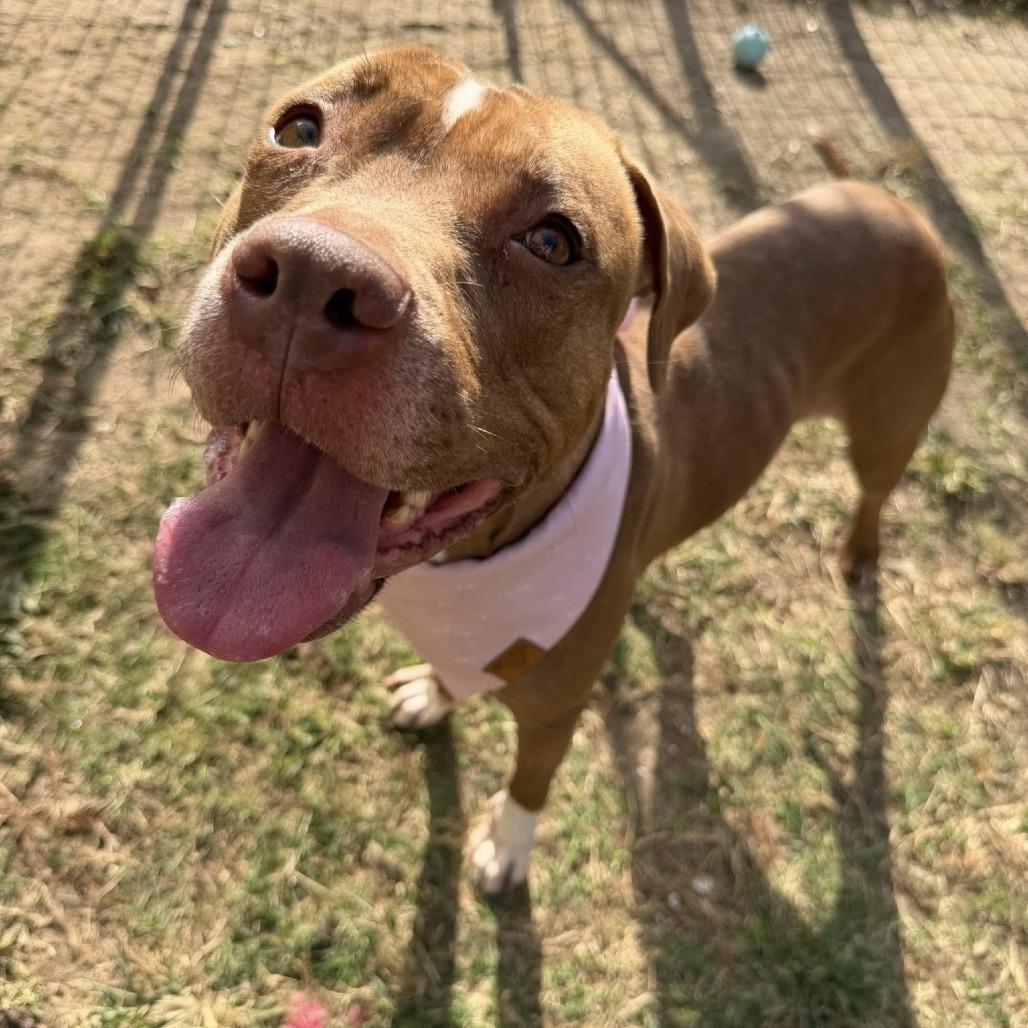 Enlarge Ginger, a Adoptable American Staffordshire Terrier in Pittsburgh, PA image 6/6