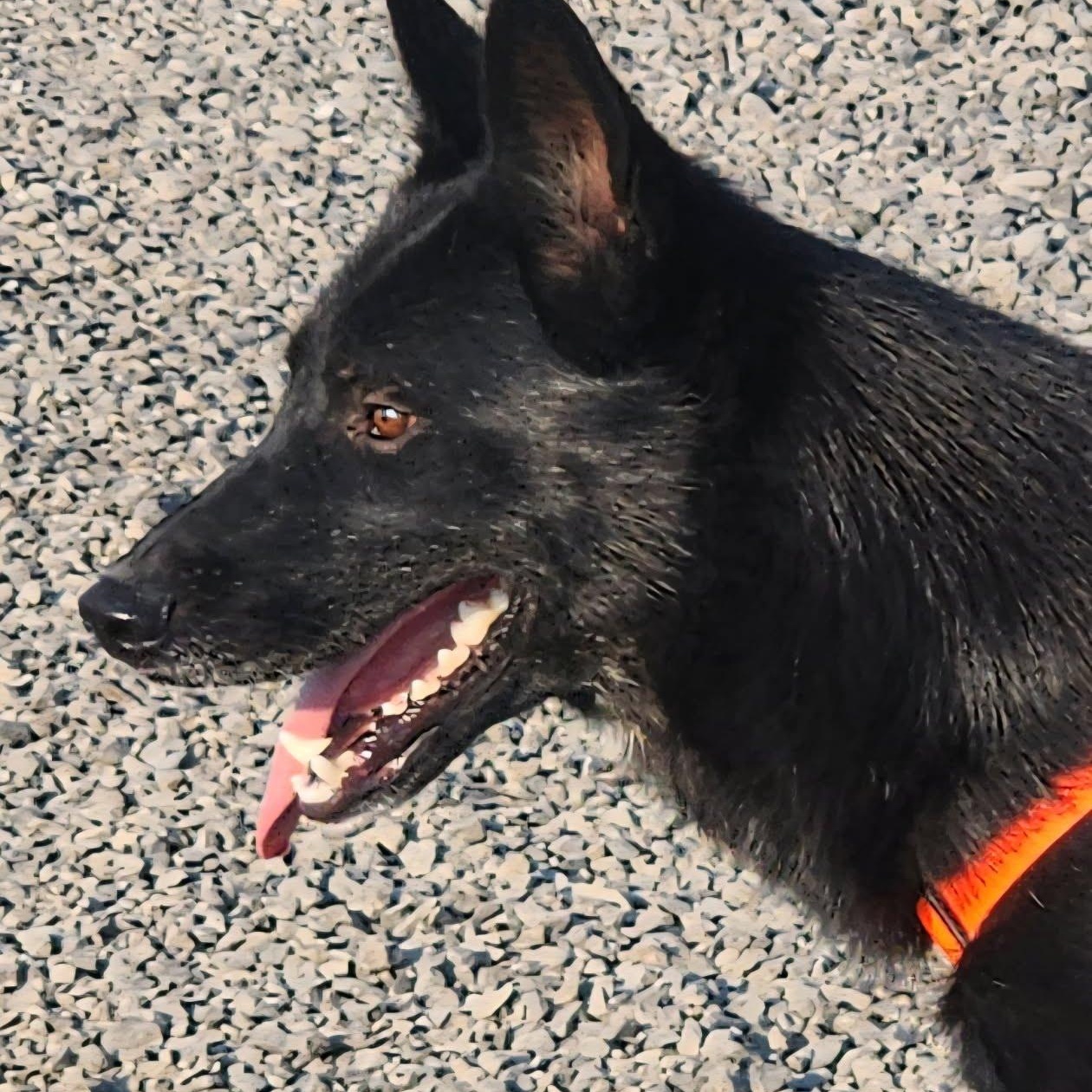 Thor, an adoptable mixed breed in Home, WA image 2/5