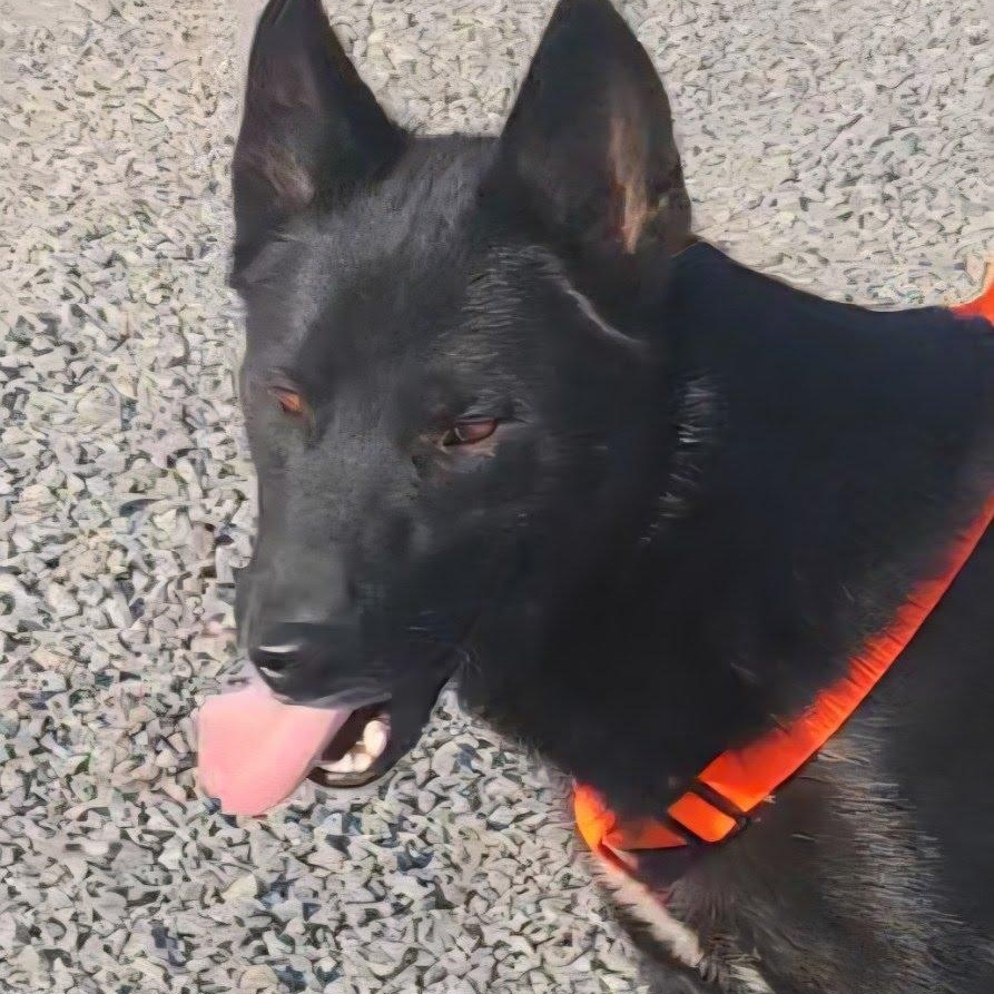 Thor, adoptable, Young Male German Shepherd Dog.