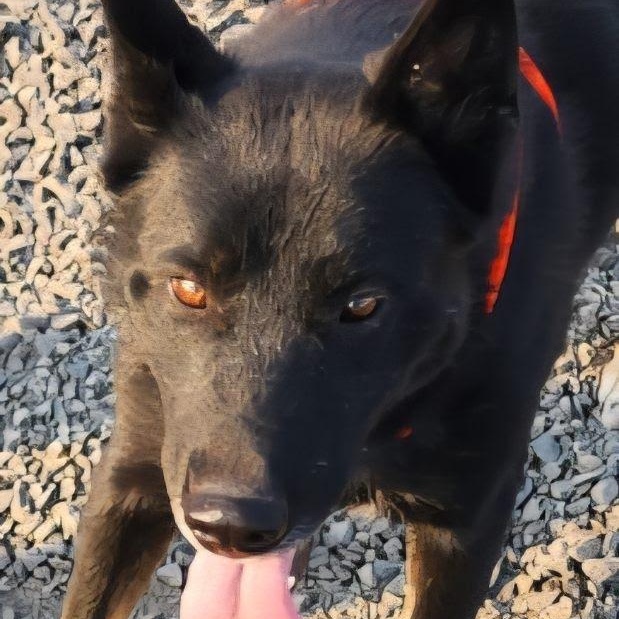 Thor, an adoptable mixed breed in Home, WA image 4/5