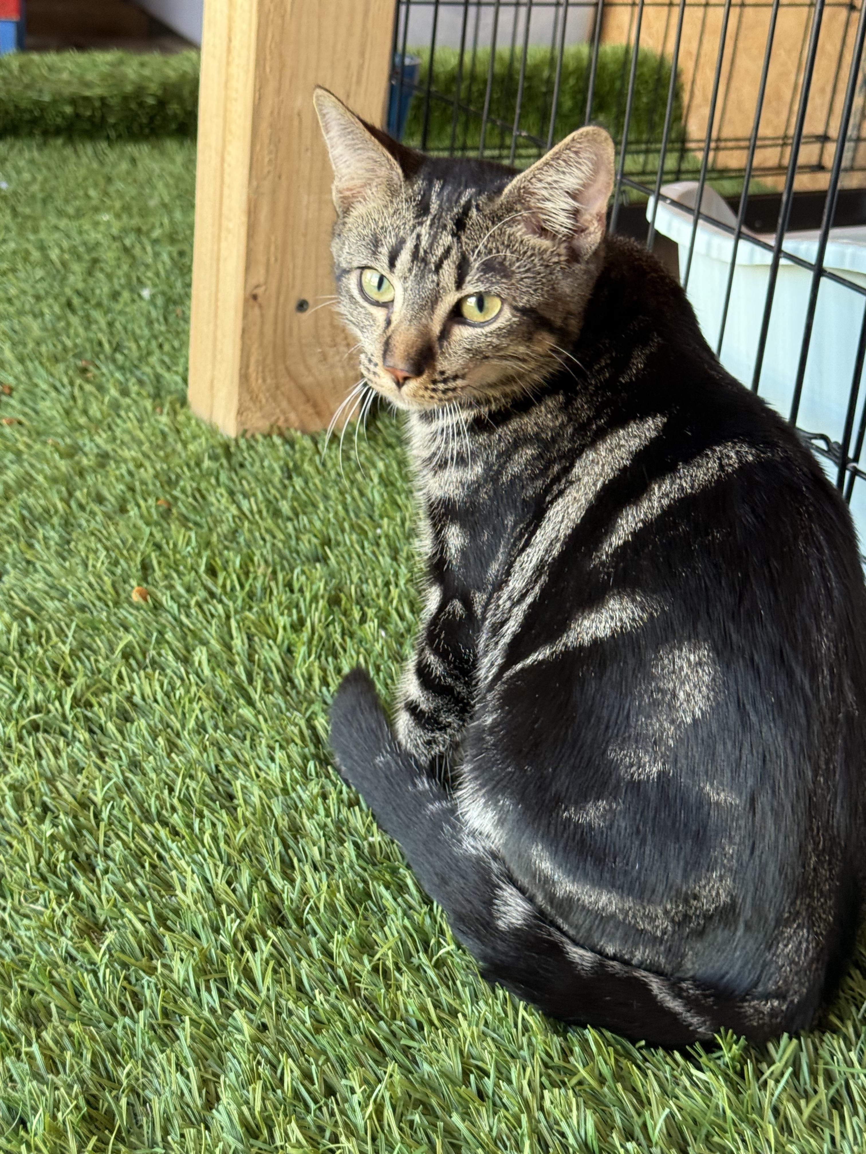 Tod, Adoptable, Young Male Domestic Short Hair.