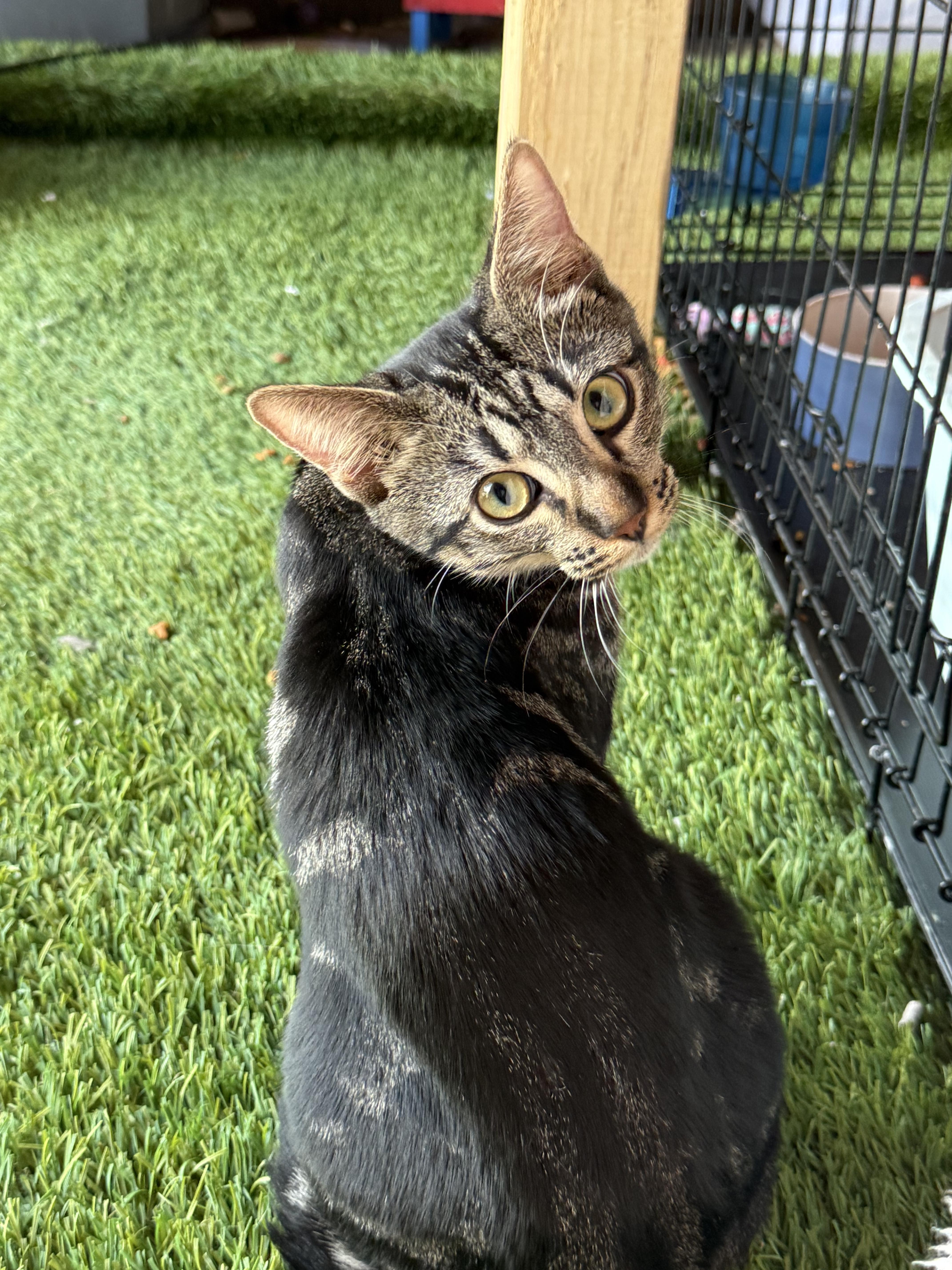 Tod, a Adoptable mixed breed in Youngtown, AZ image 2/4