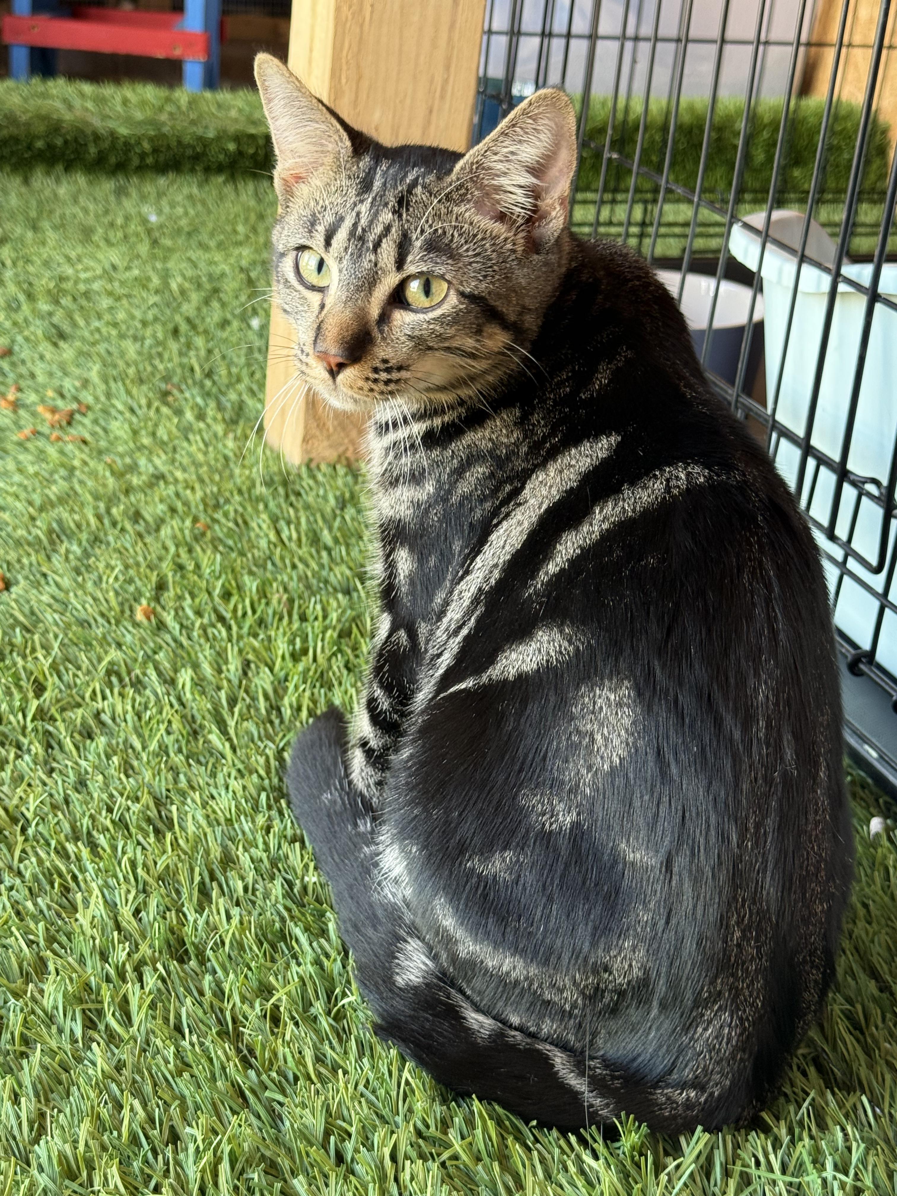 Tod, a Adoptable mixed breed in Youngtown, AZ image 4/4