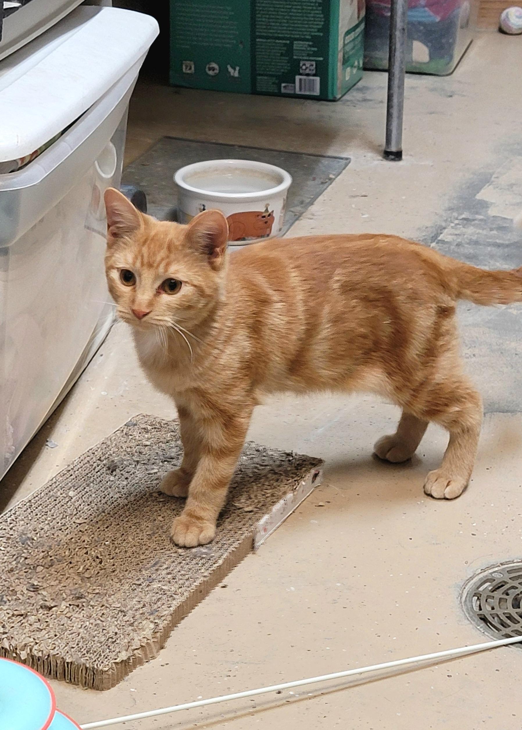 Enlarge Sunkist, a Adoptable Domestic Short Hair in Wahpeton, ND image 1/6
