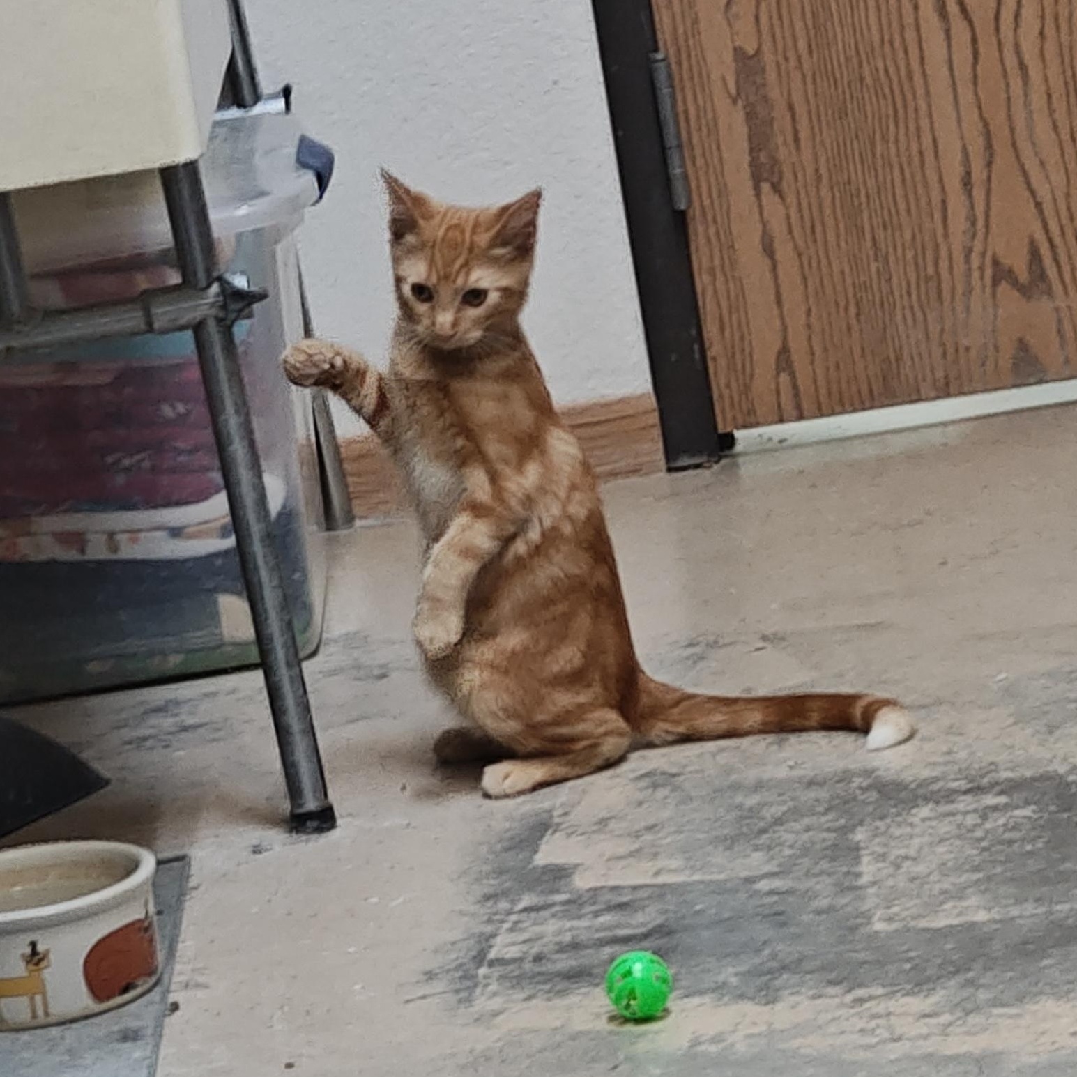 Sunkist, Adoptable, Kitten Male Domestic Short Hair.