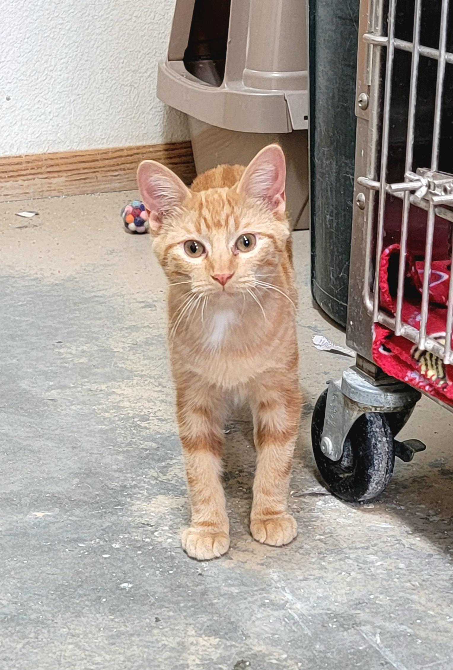 Enlarge Sunkist, a Adoptable Domestic Short Hair in Wahpeton, ND image 3/6