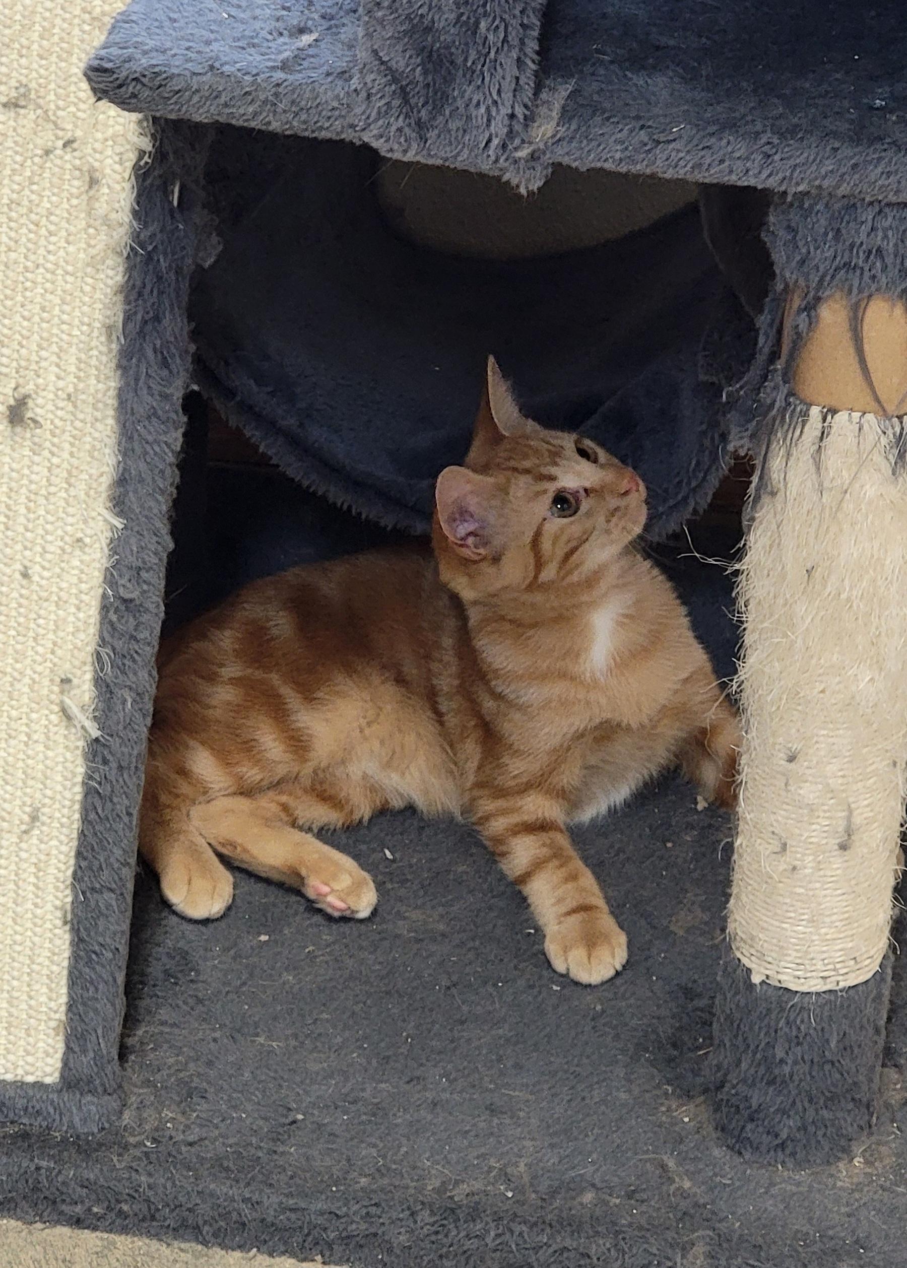 Enlarge Sunkist, a Adoptable Domestic Short Hair in Wahpeton, ND image 6/6