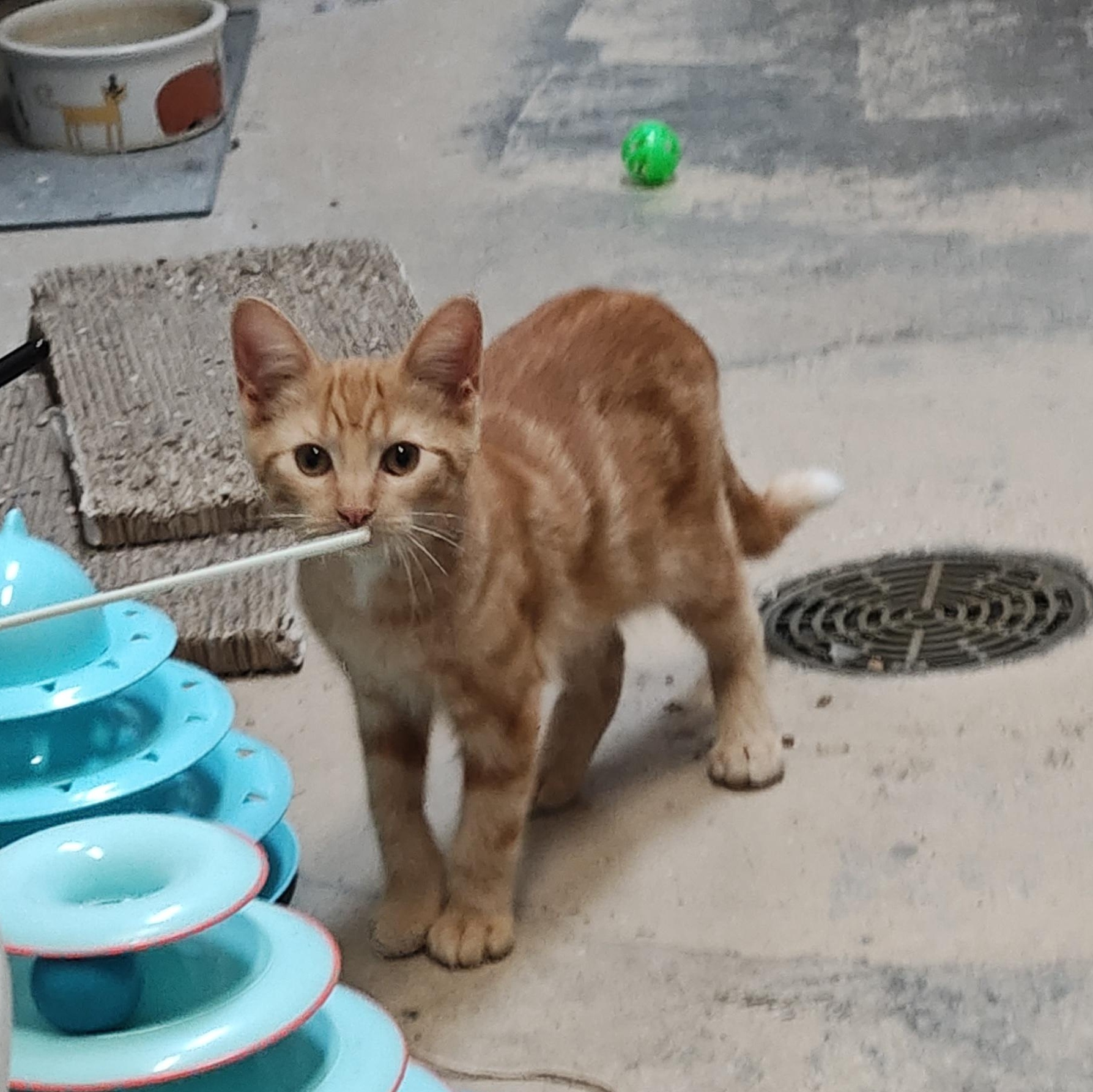 Enlarge Sunkist, a Adoptable Domestic Short Hair in Wahpeton, ND image 4/6
