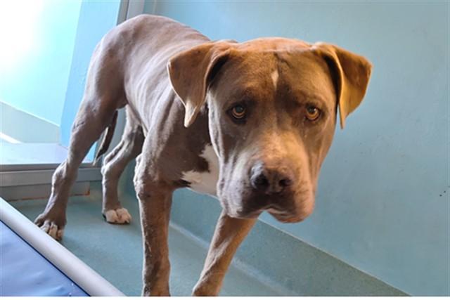 SOLO, Adoptable, Adult Male Pit Bull Terrier.