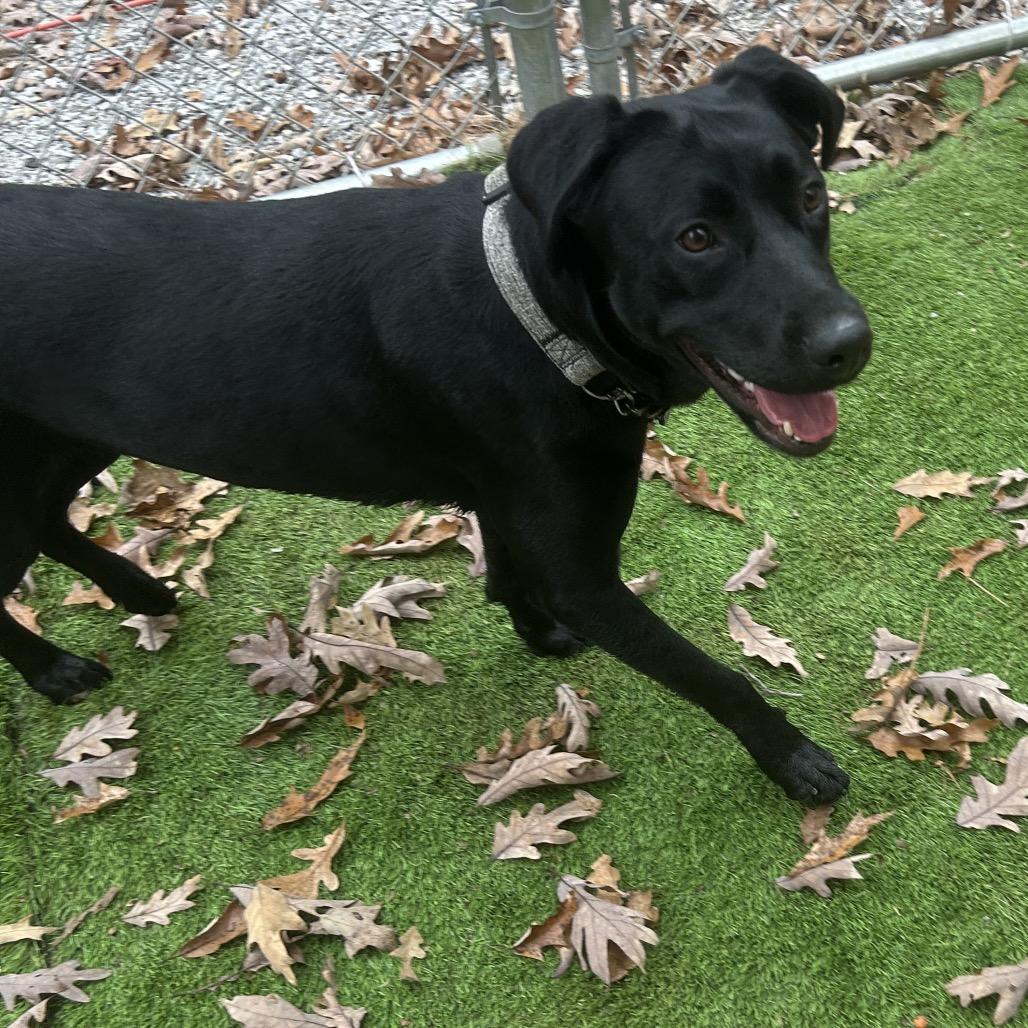 Bailey, Adoptable, Adult Female Black Labrador Retriever.