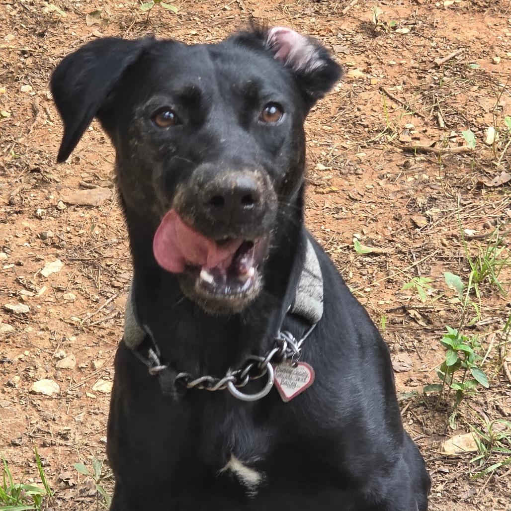 Bailey, a Adoptable Black Labrador Retriever in Tuscaloosa, AL image 2/6