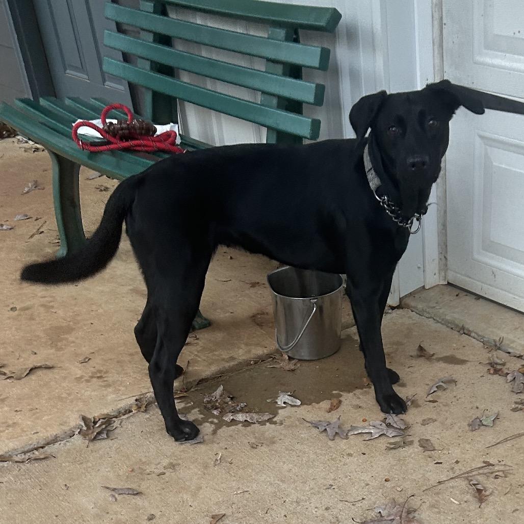 Enlarge Bailey, a Adoptable Black Labrador Retriever in Tuscaloosa, AL image 3/6