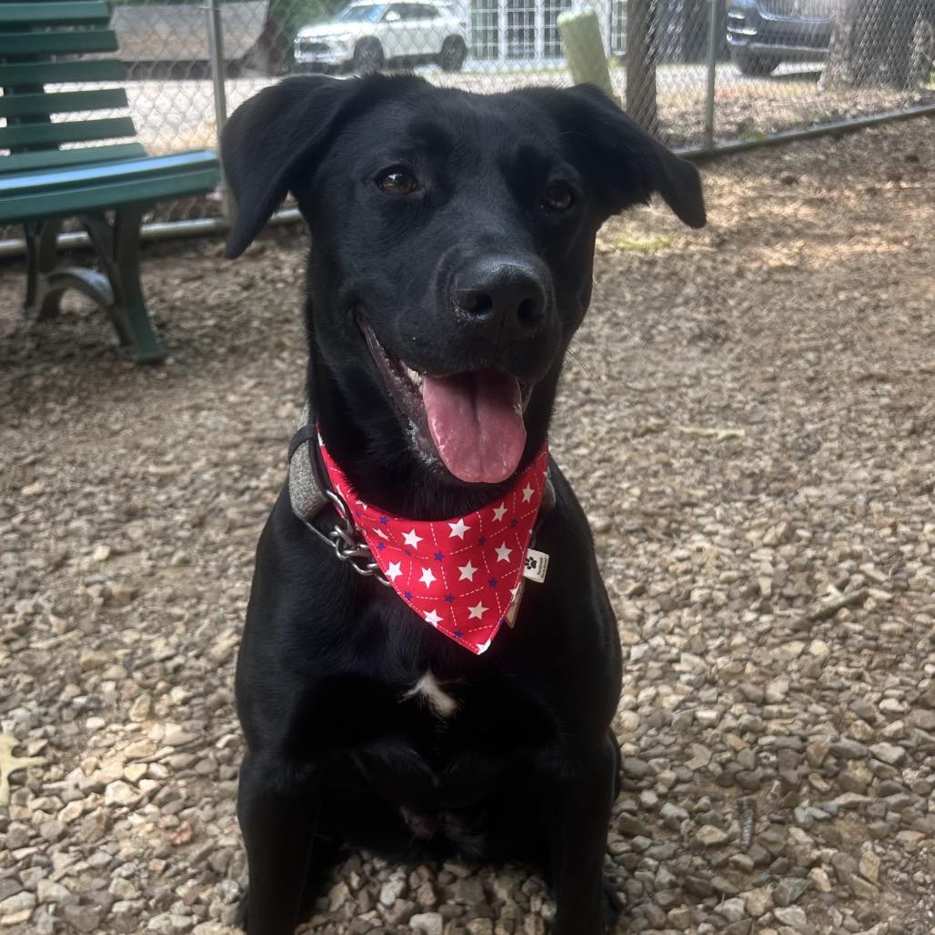 Bailey, a Adoptable Black Labrador Retriever in Tuscaloosa, AL image 3/6