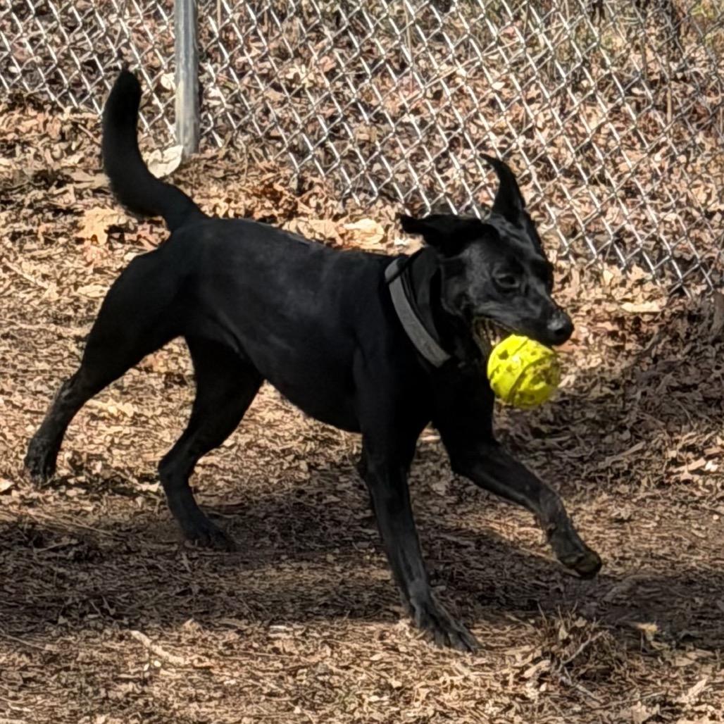 Enlarge Bailey, a Adoptable Black Labrador Retriever in Tuscaloosa, AL image 3/6