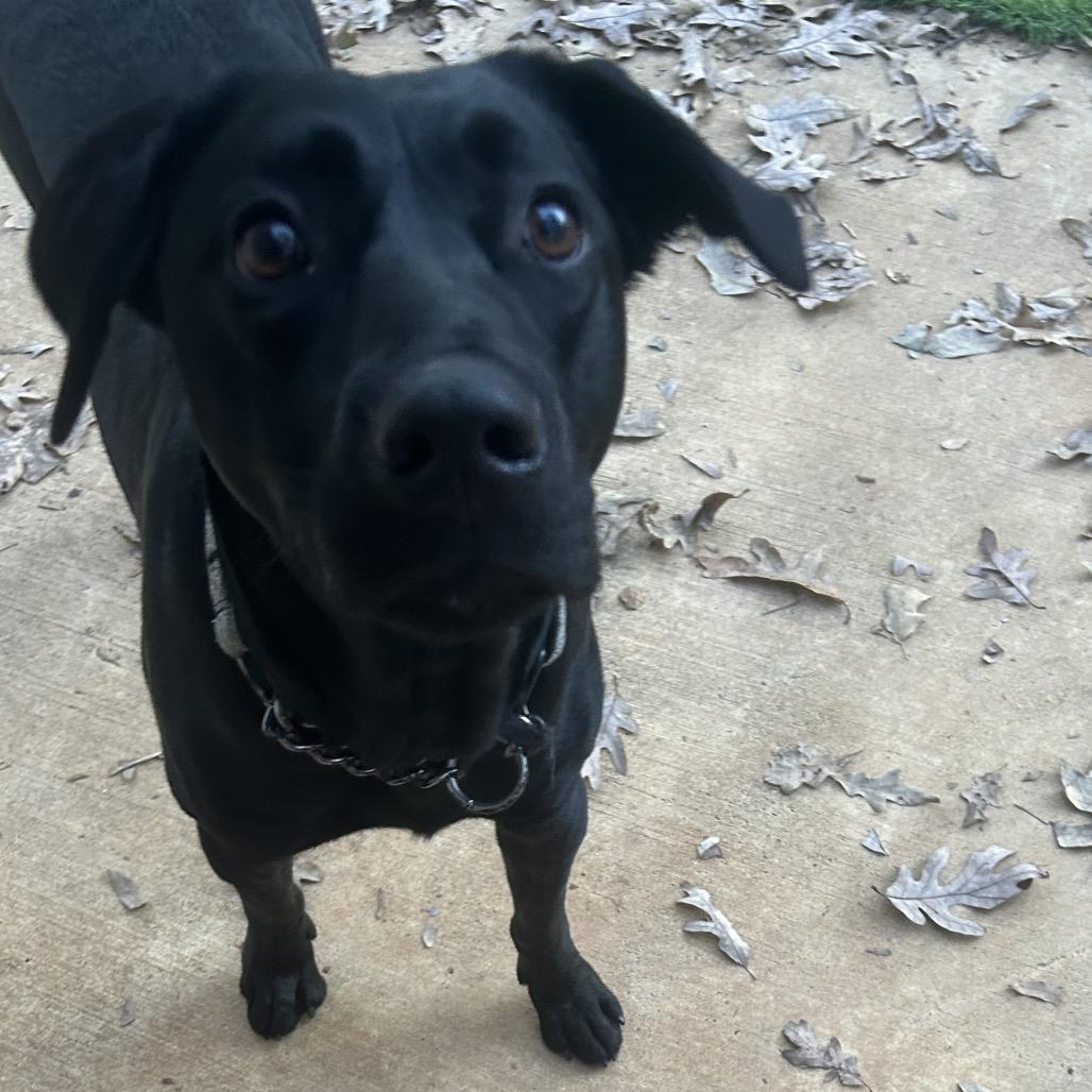 Enlarge Bailey, a Adoptable Black Labrador Retriever in Tuscaloosa, AL image 4/6