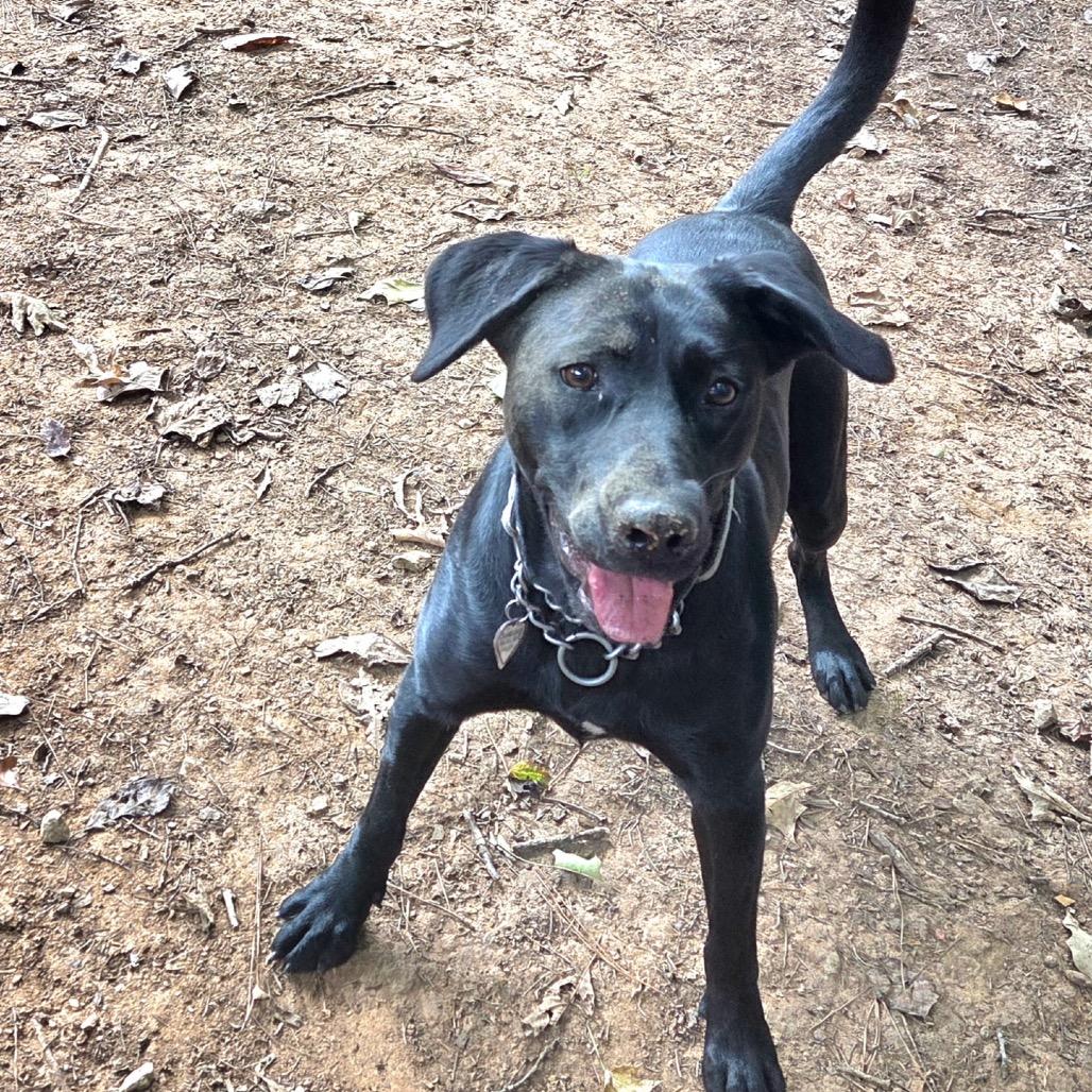 Enlarge Bailey, a Adoptable Black Labrador Retriever in Tuscaloosa, AL image 4/6