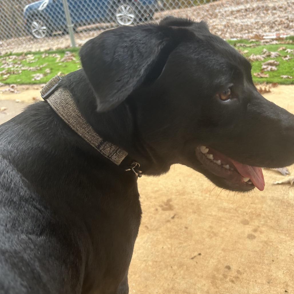 Enlarge Bailey, a Adoptable Black Labrador Retriever in Tuscaloosa, AL image 5/6