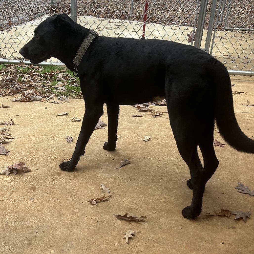 Enlarge Bailey, a Adoptable Black Labrador Retriever in Tuscaloosa, AL image 6/6