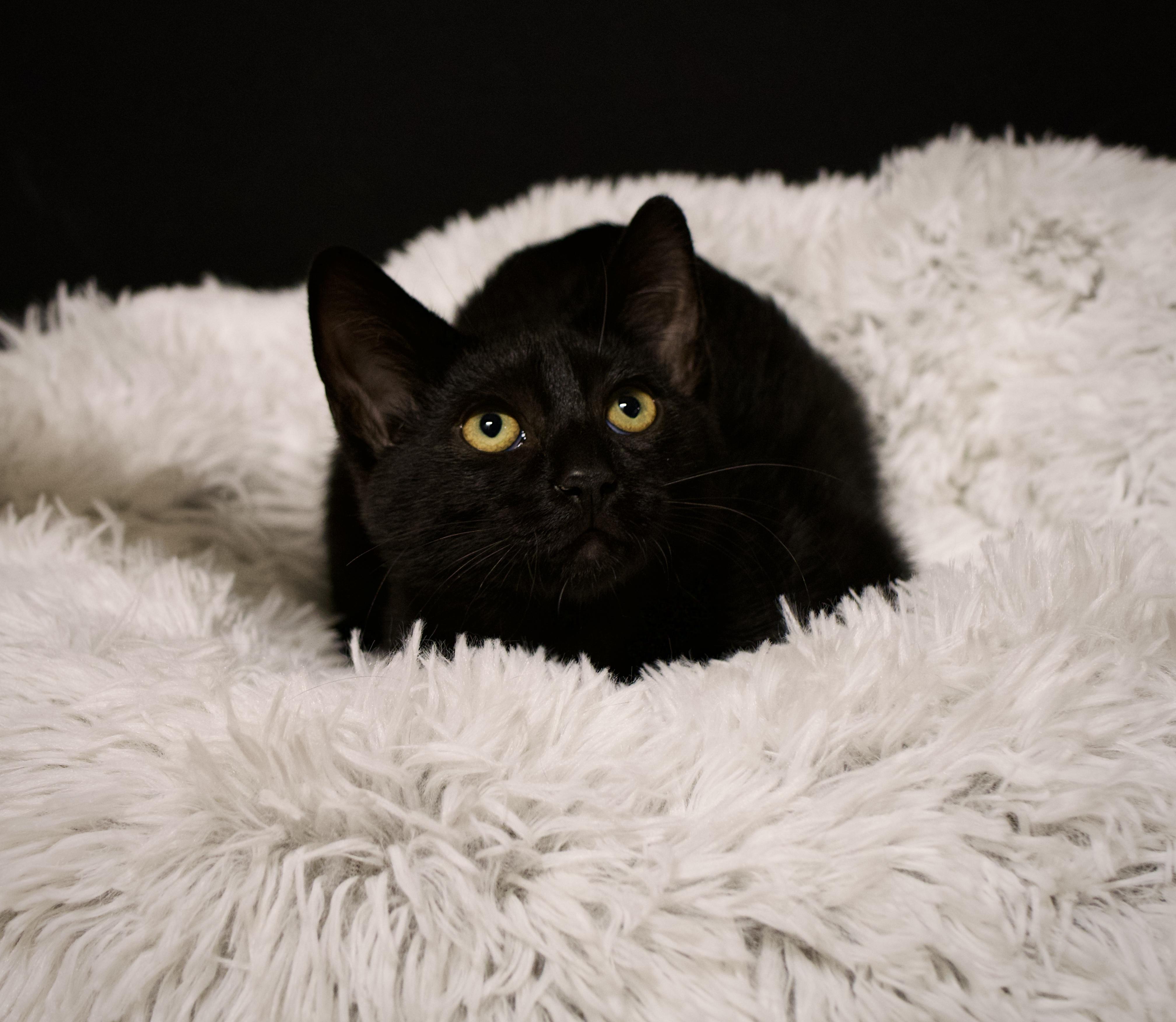 Enlarge Rosemary, a Adoptable Domestic Short Hair in Farmington, MN image 3/4