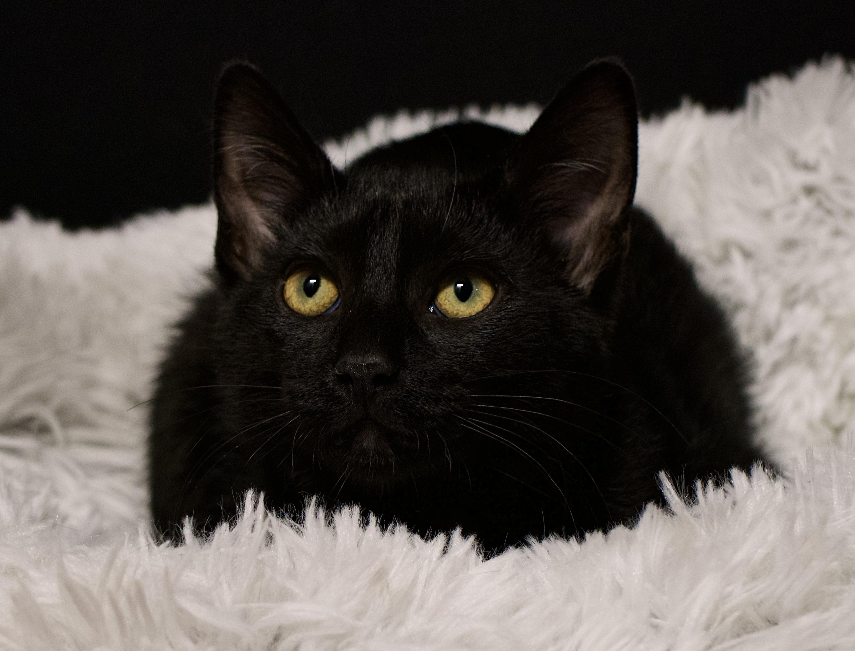 Rosemary, Adoptable, Kitten Female Domestic Short Hair.