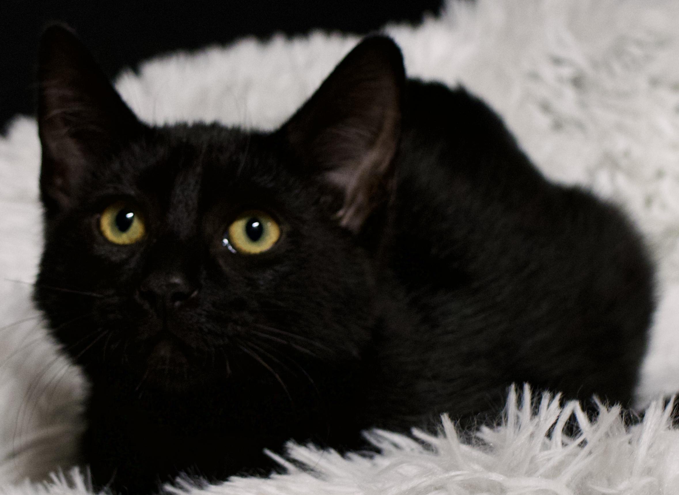Enlarge Rosemary, a Adoptable Domestic Short Hair in Farmington, MN image 2/4