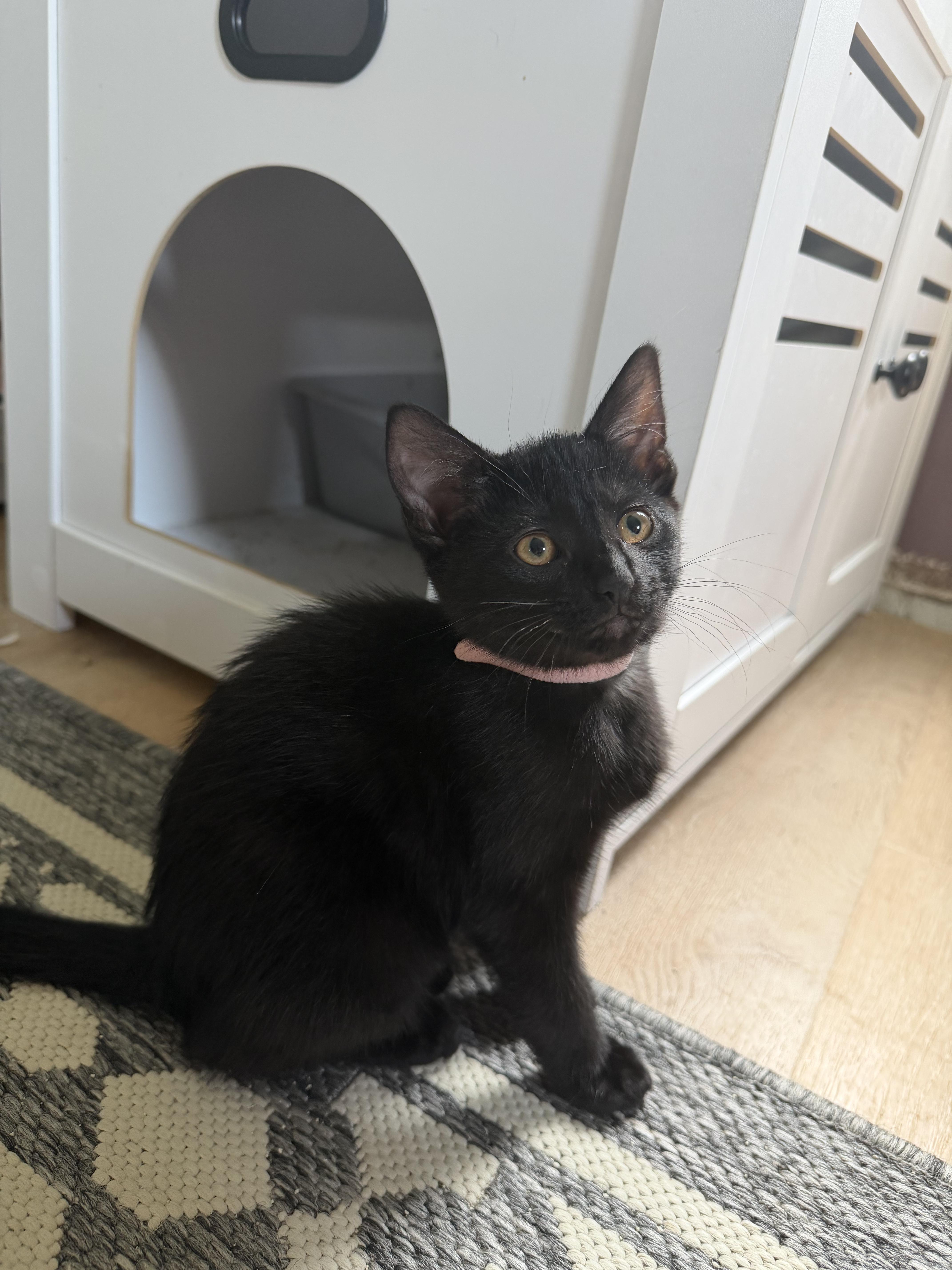 Rosemary, a Adoptable Domestic Short Hair in Farmington, MN image 2/5