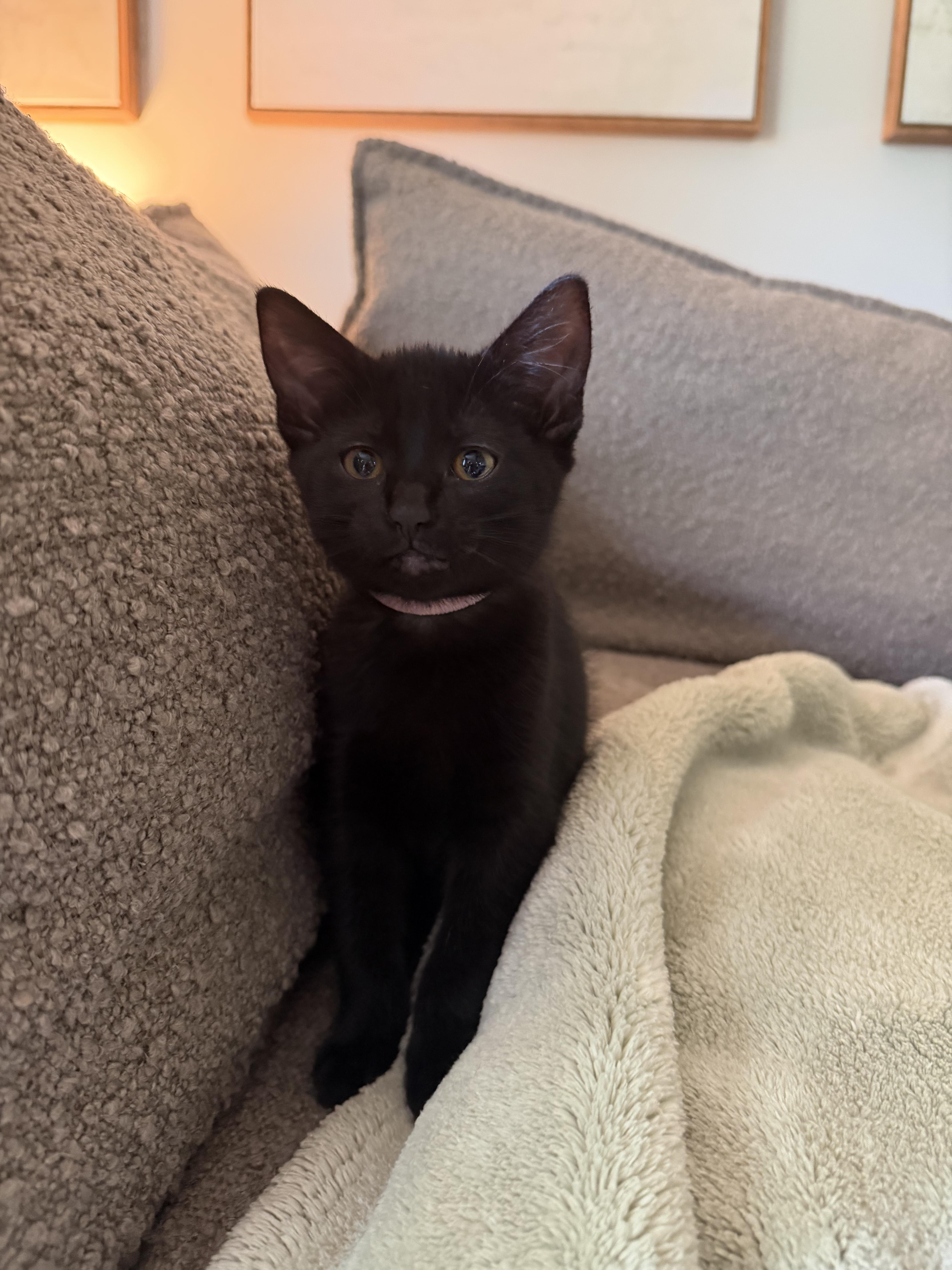 Rosemary, a Adoptable Domestic Short Hair in Farmington, MN image 5/5