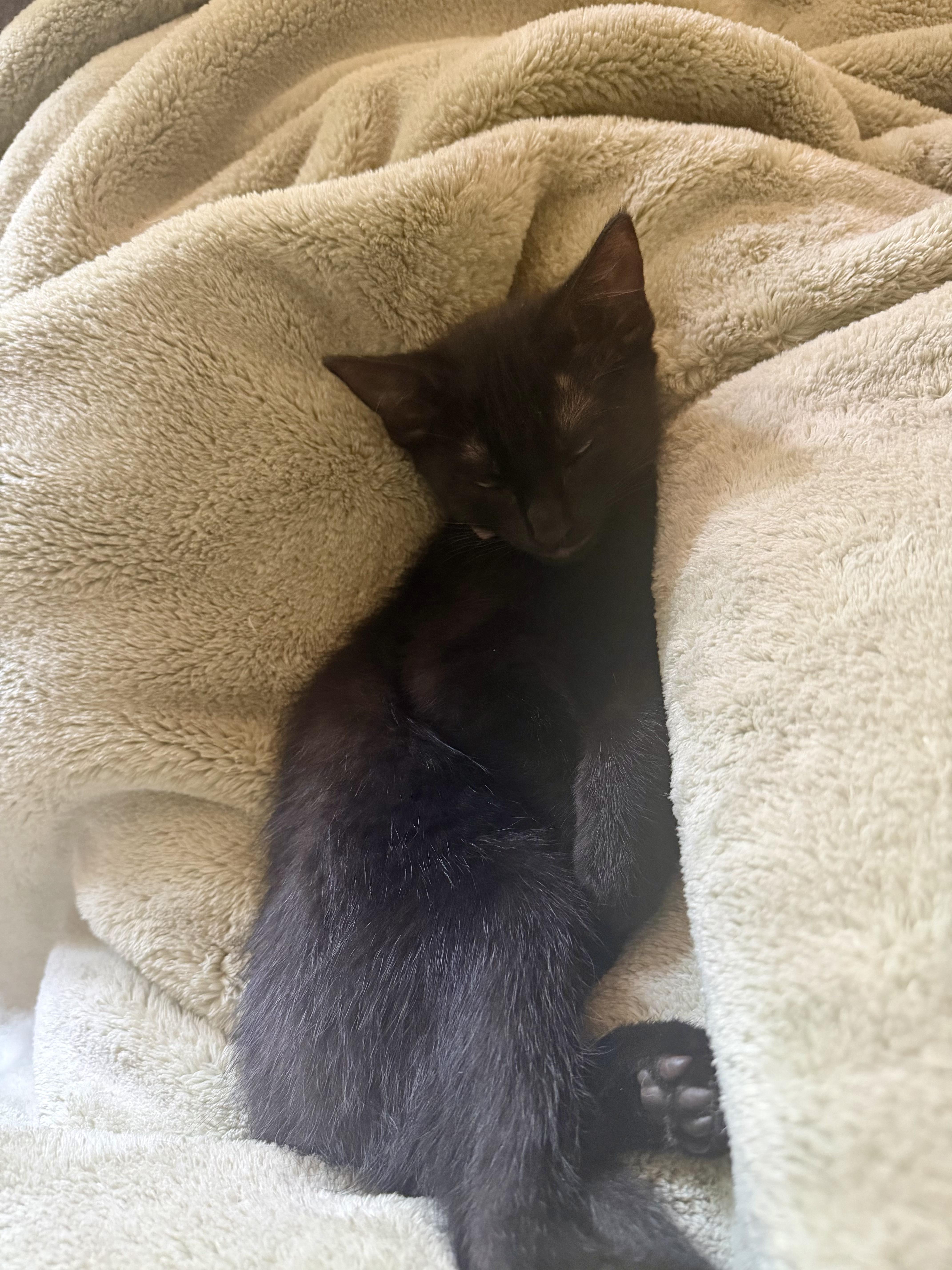 Rosemary, a Adoptable Domestic Short Hair in Farmington, MN image 4/5