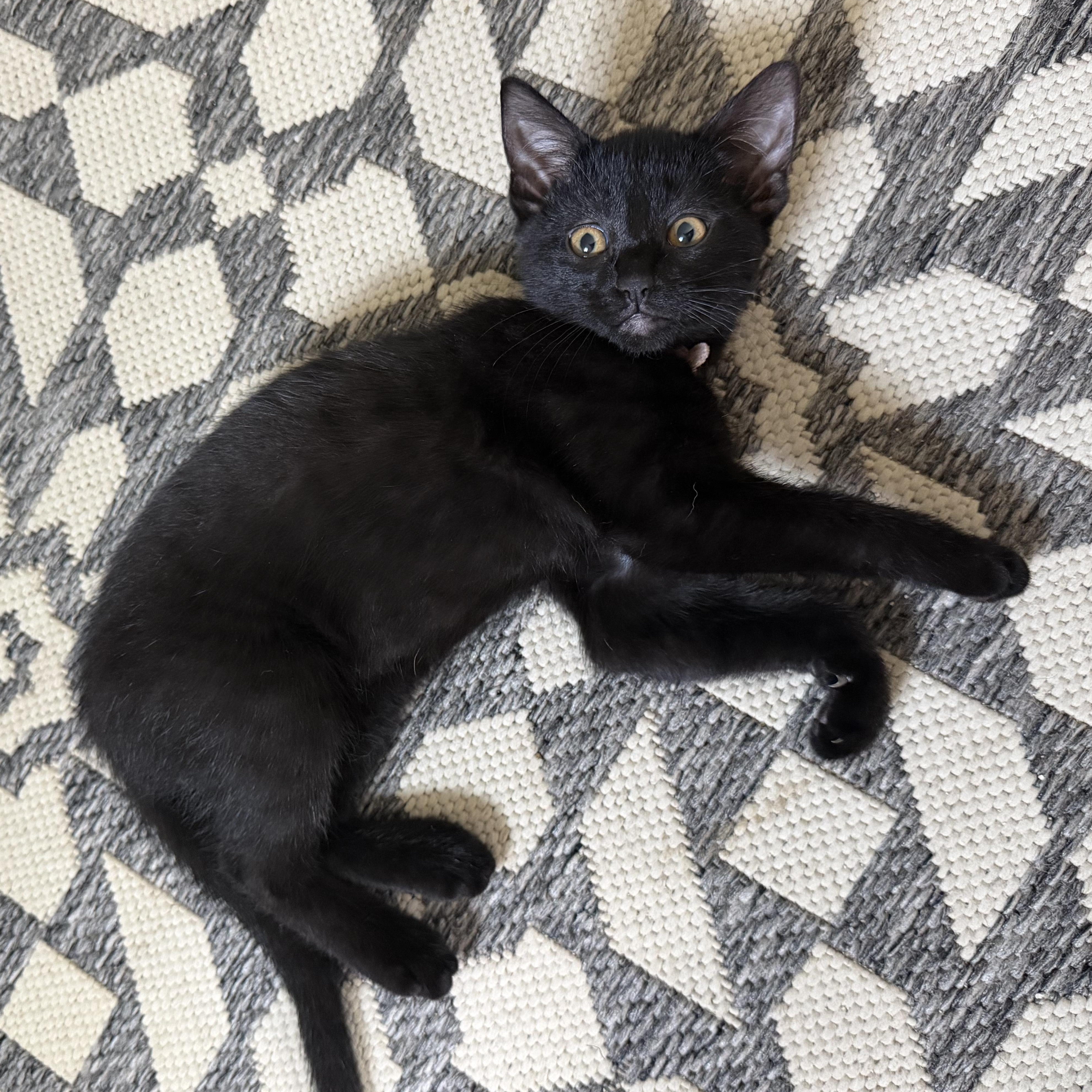 Rosemary, a Adoptable Domestic Short Hair in Farmington, MN image 1/5