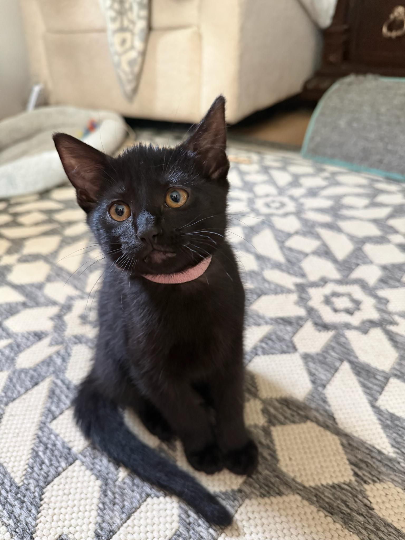 Rosemary, a Adoptable Domestic Short Hair in Farmington, MN image 3/5