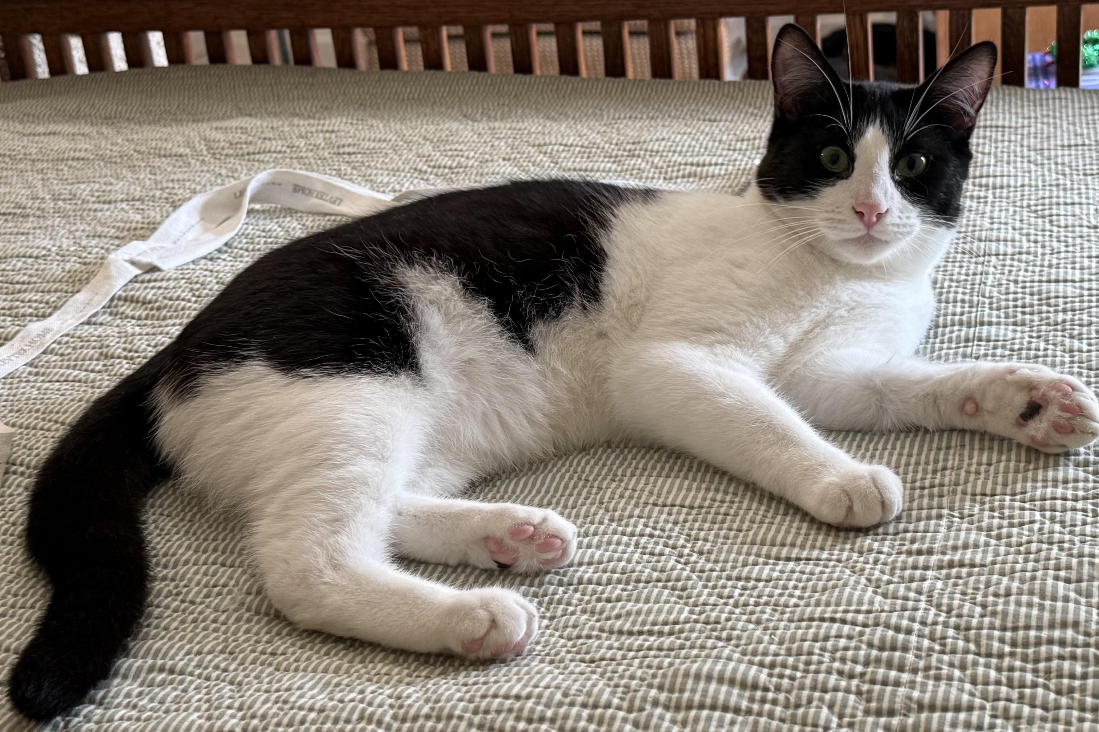 Figaro (bonded with Finn)
