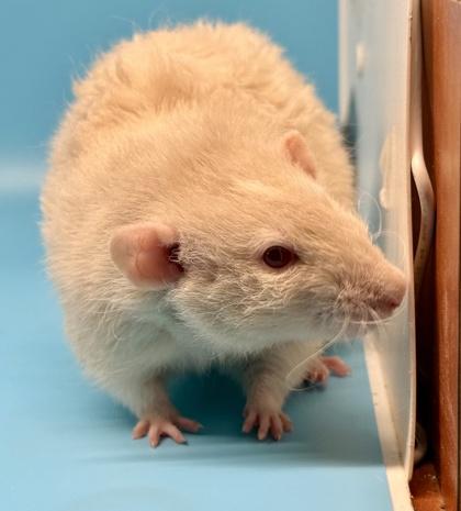 Bard, a Adoptable Rat in Richmond, VA image 1/2