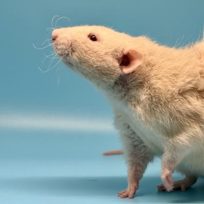 Bard, a Adoptable Rat in Richmond, VA image 2/2