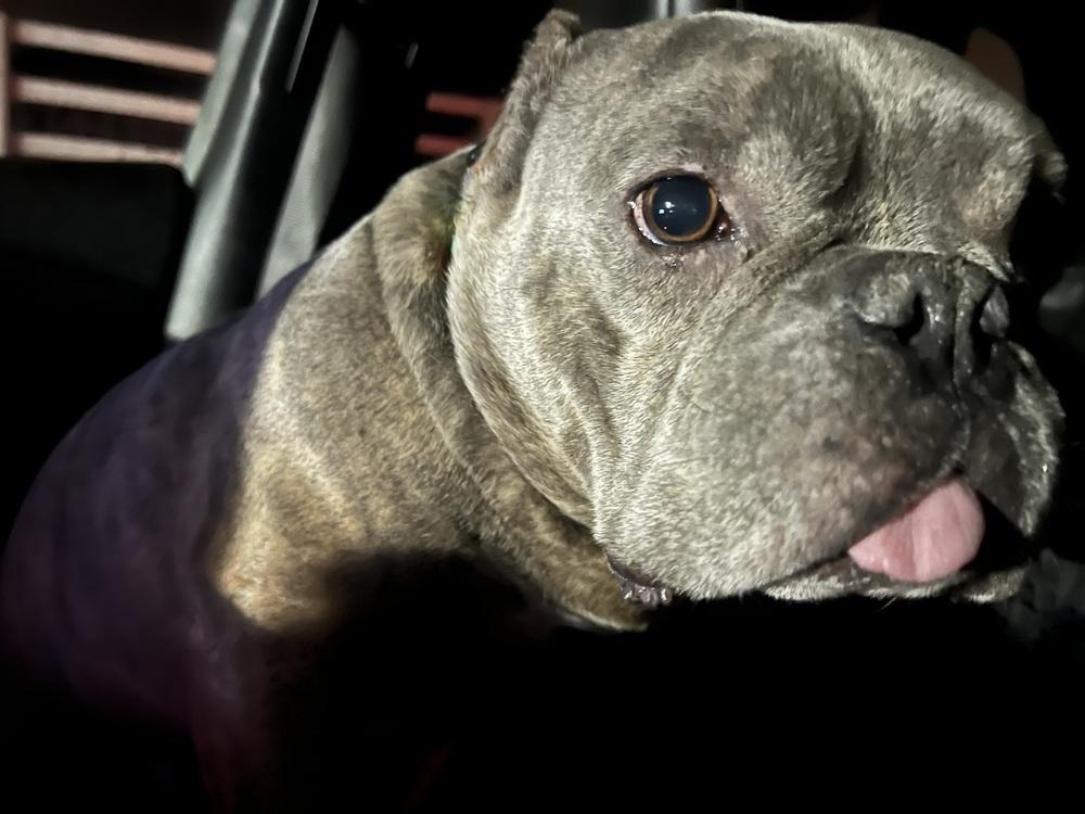 Cowboy, Adoptable, Adult Male American Bully.