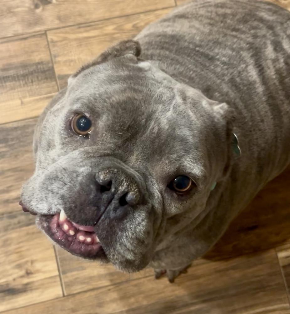 Enlarge Cowboy, a Adoptable mixed breed in Plymouth, MI image 2/5