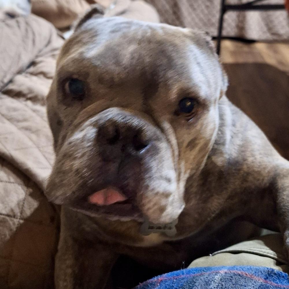 Enlarge Cowboy, a Adoptable mixed breed in Plymouth, MI image 3/5