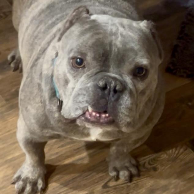 Enlarge Cowboy, a Adoptable mixed breed in Plymouth, MI image 4/5