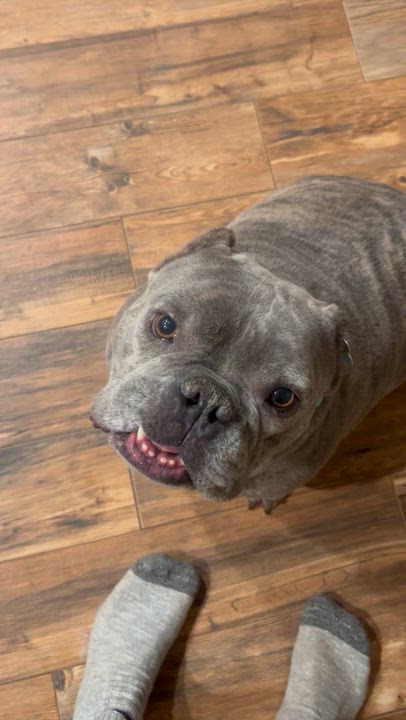 Enlarge Cowboy, a Adoptable mixed breed in Plymouth, MI video 5/5