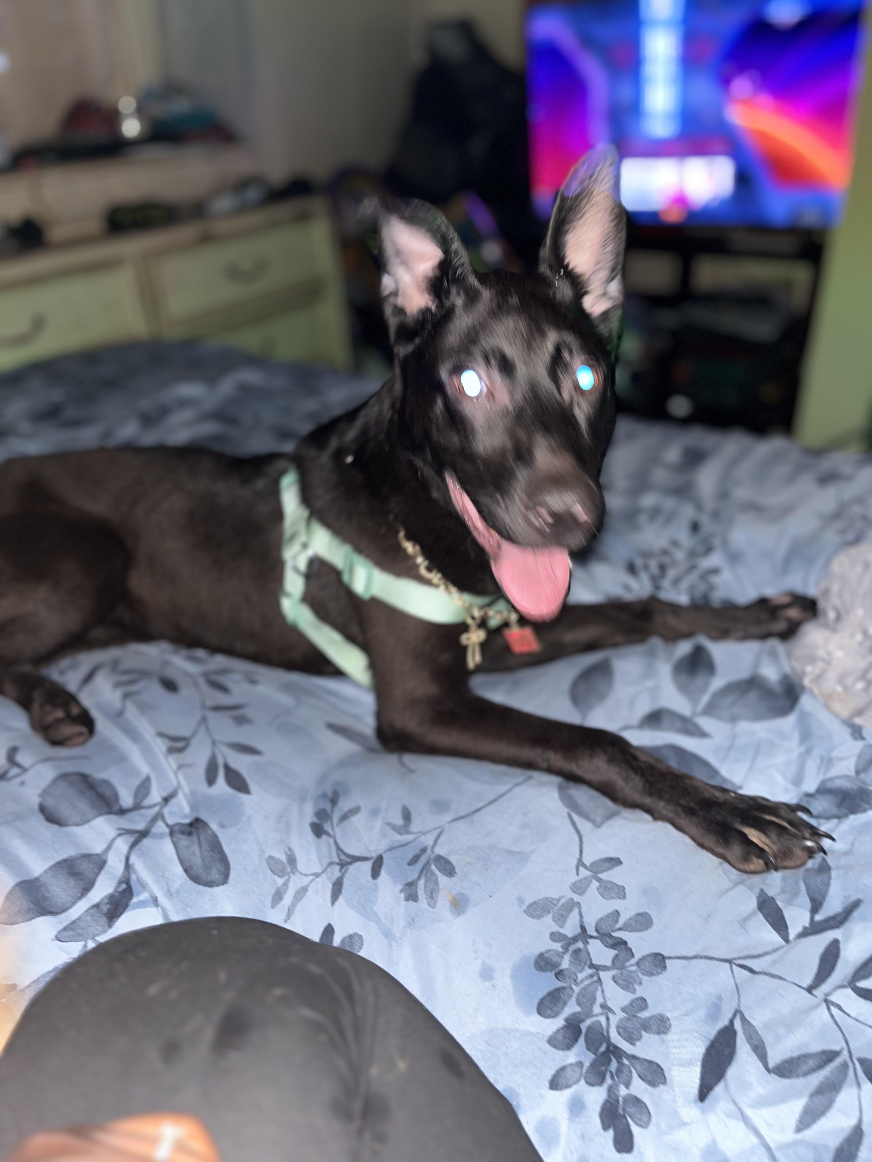 Shilo, Adoptable, Young Female German Shepherd Dog & Mixed Breed.