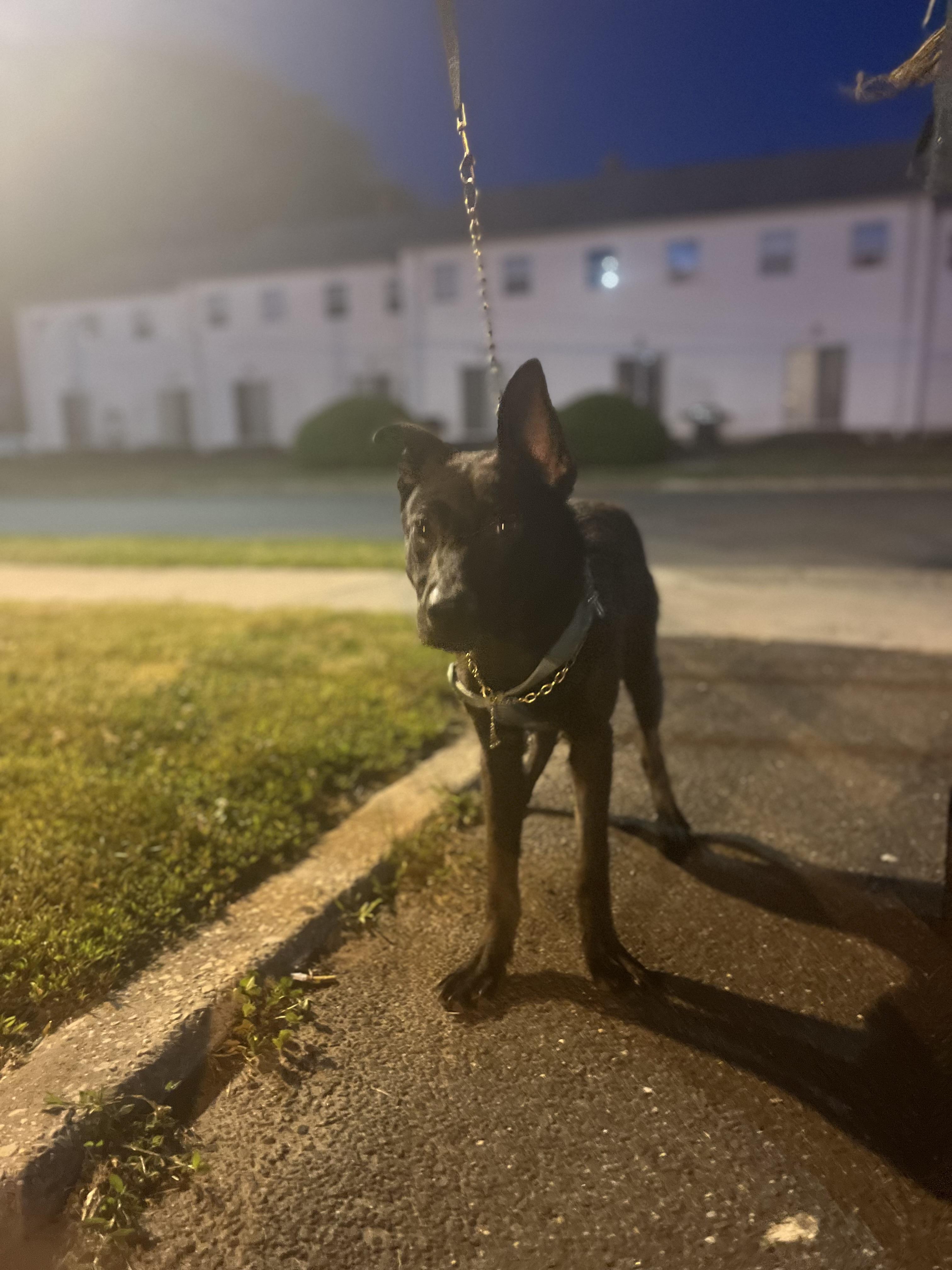Enlarge Shilo, a Adoptable mixed breed in Egg Harbor City, NJ image 2/4