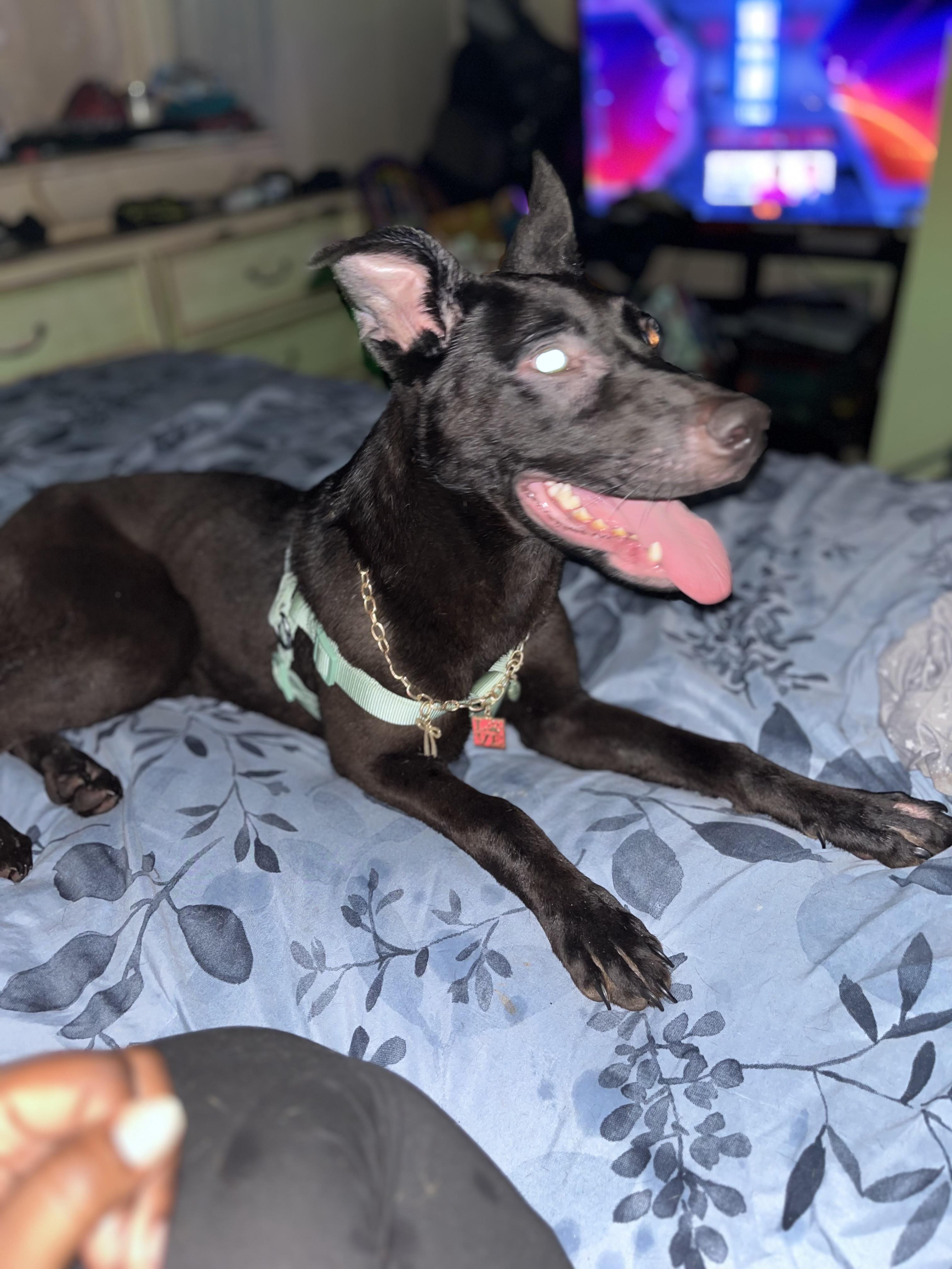 Enlarge Shilo, a Adoptable mixed breed in Egg Harbor City, NJ image 3/4