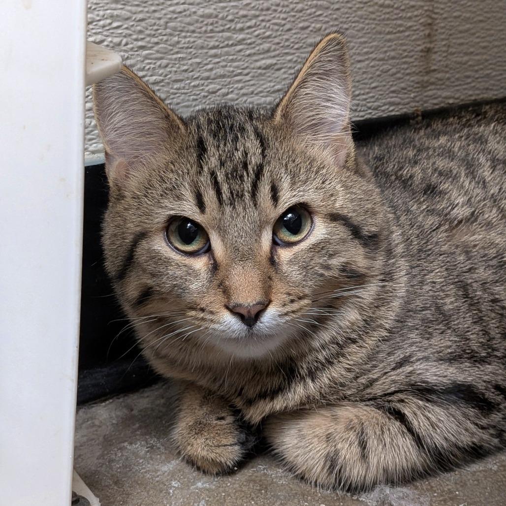 H&L: Louie, Adoptable, Kitten Male Domestic Short Hair.