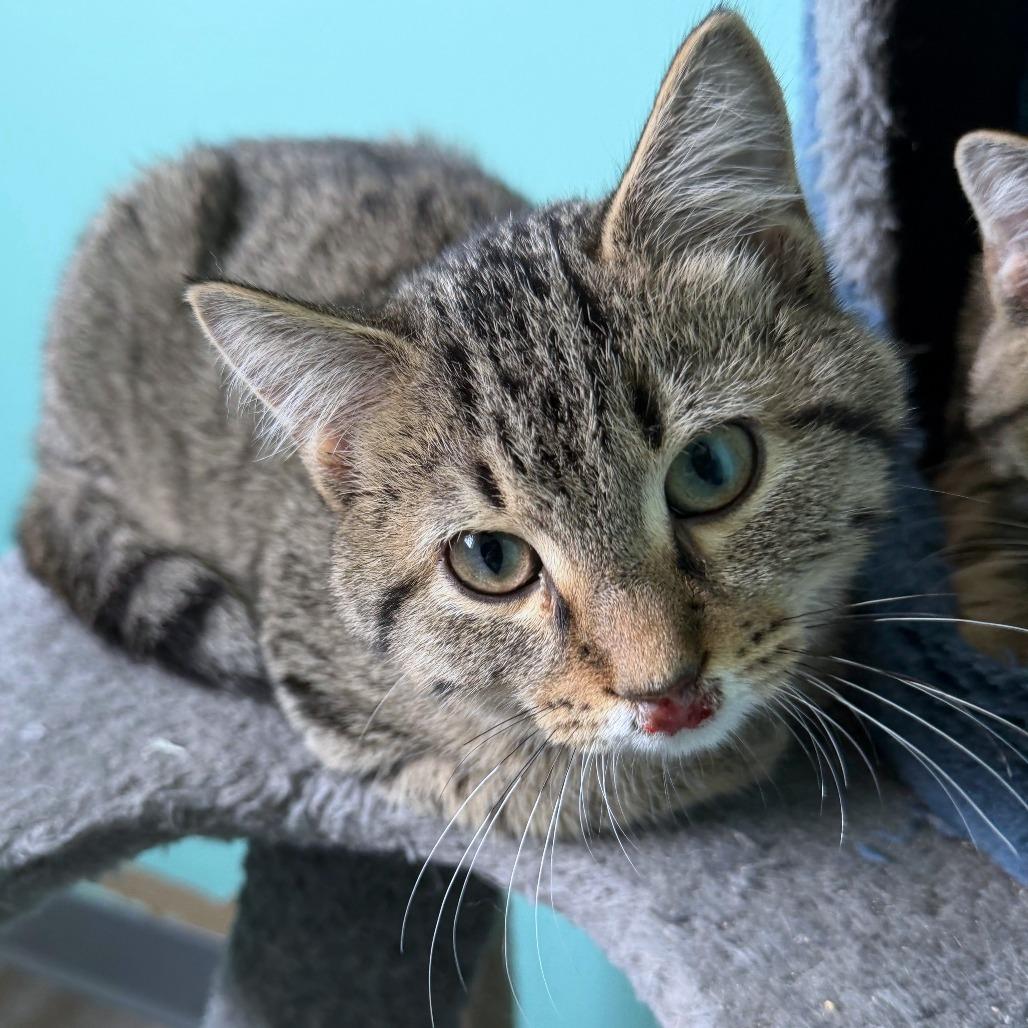 Enlarge H&L: Louie, a Adoptable Domestic Short Hair in Falls Church, VA image 2/4