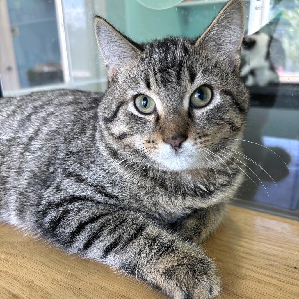 Enlarge H&L: Louie, a Adoptable Domestic Short Hair in Falls Church, VA image 3/4