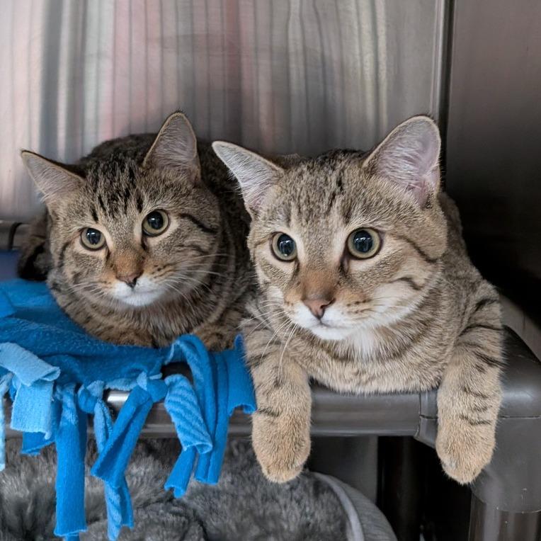 Enlarge H&L: Louie, a Adoptable Domestic Short Hair in Falls Church, VA image 4/4
