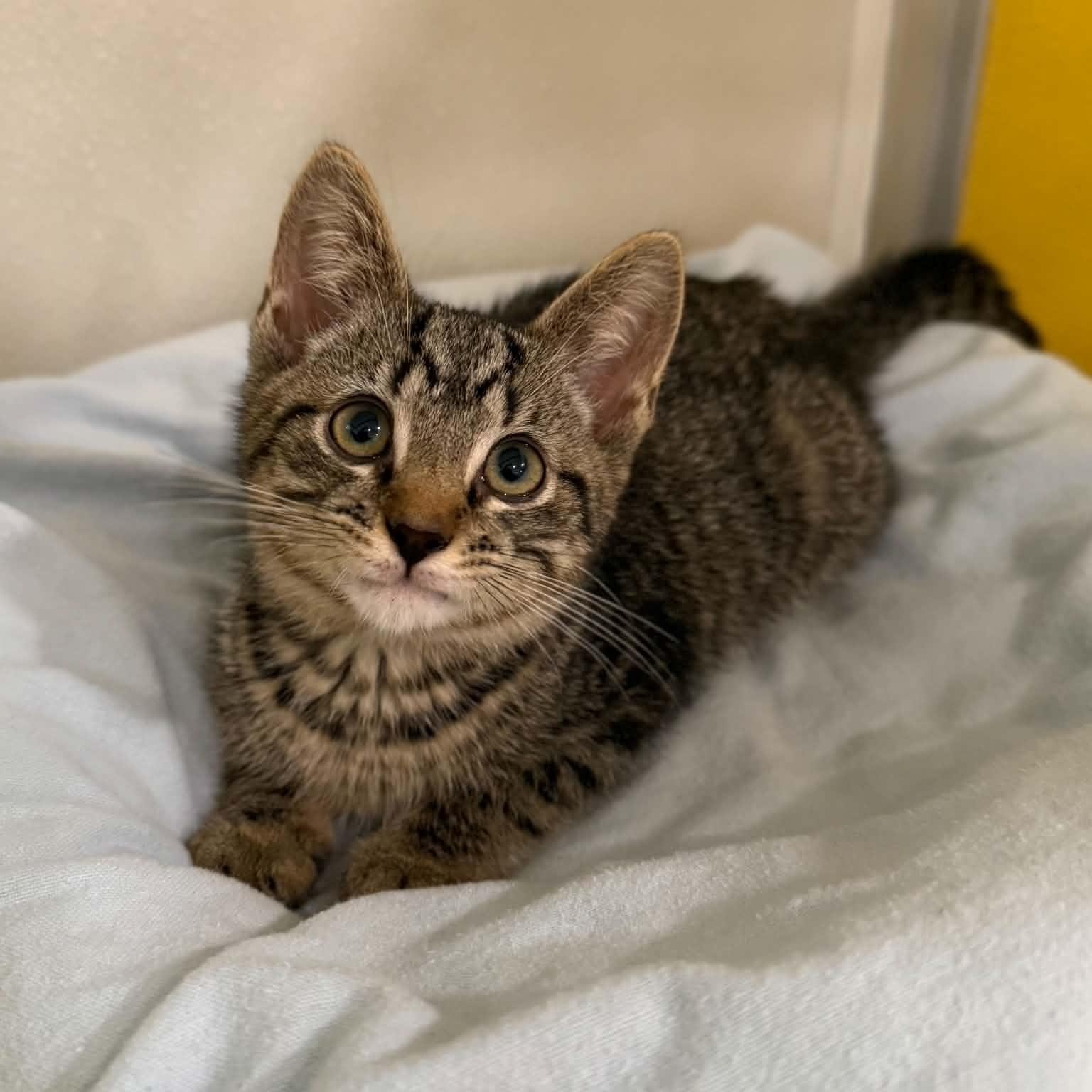 Christopher Bell, ADOPTABLE, Kitten Male Domestic Short Hair & Tabby.