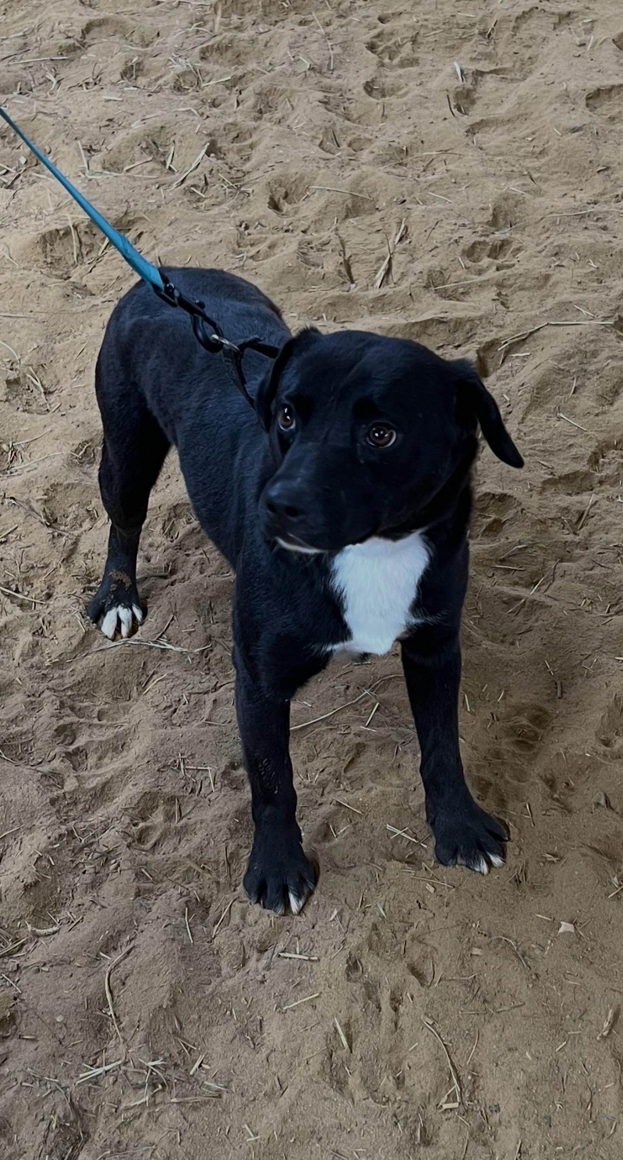 Enlarge Gilly, a Adoptable mixed breed in Novelty, OH image 1/6